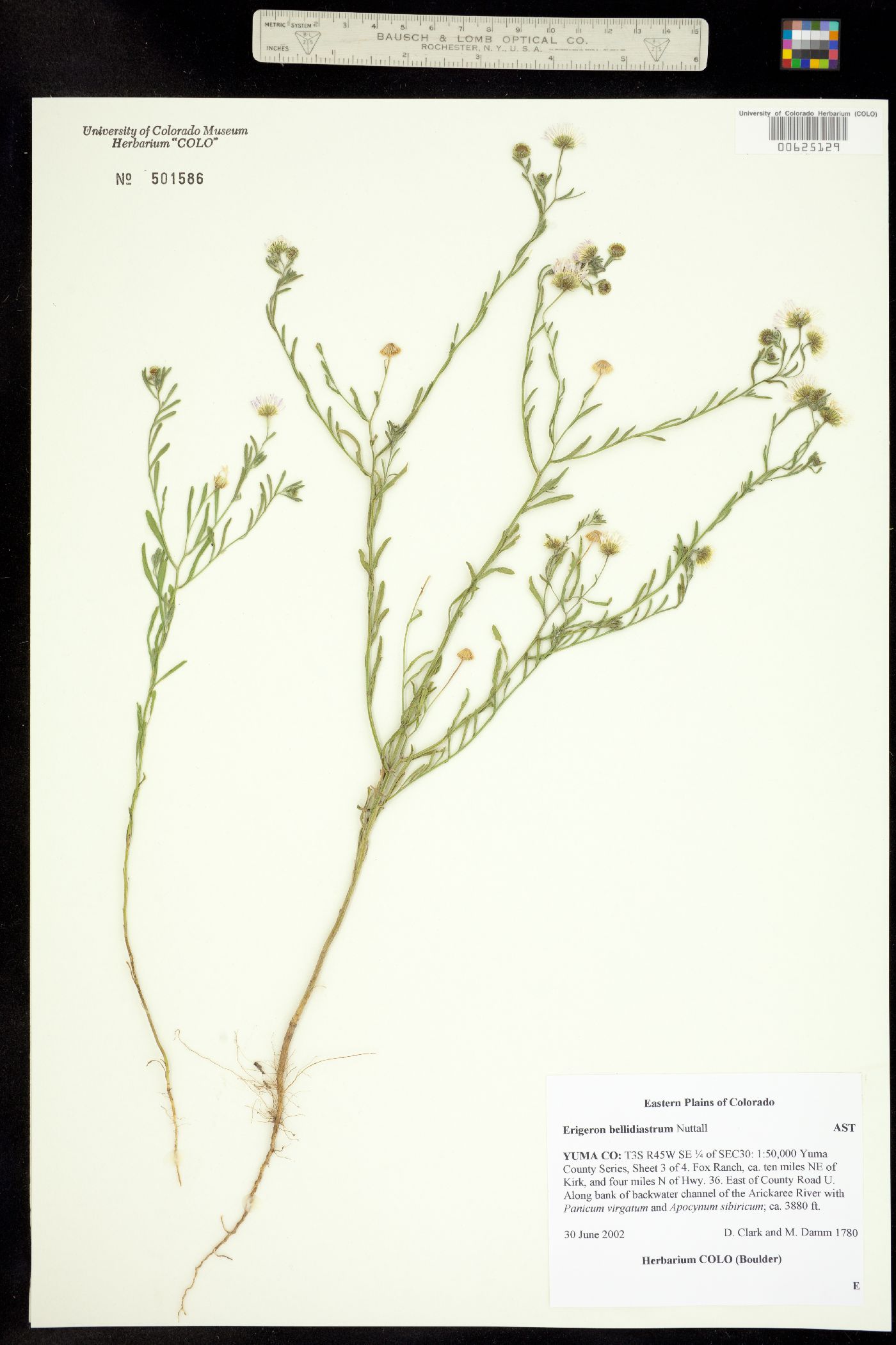 Erigeron bellidiastrum image