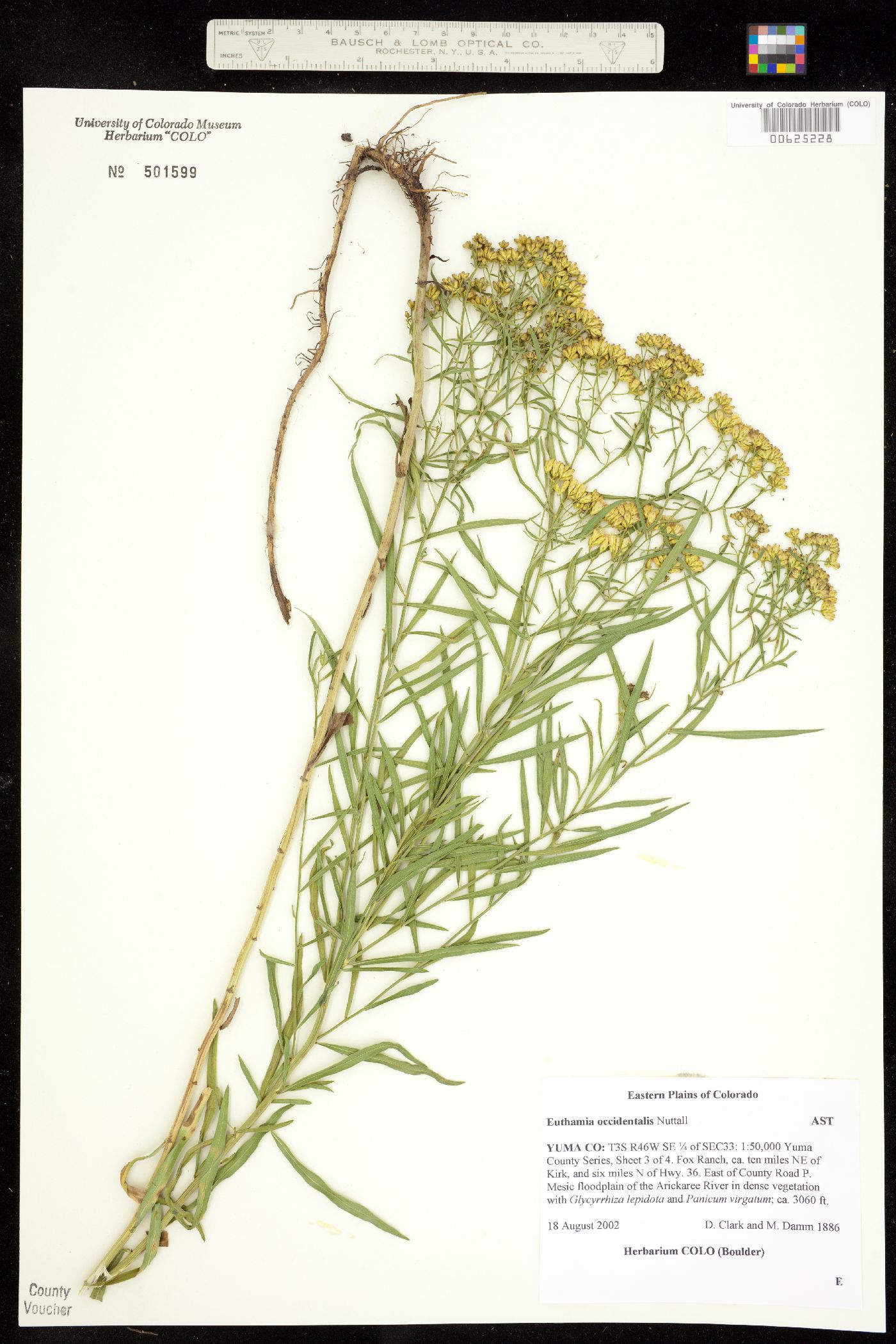 Euthamia occidentalis image
