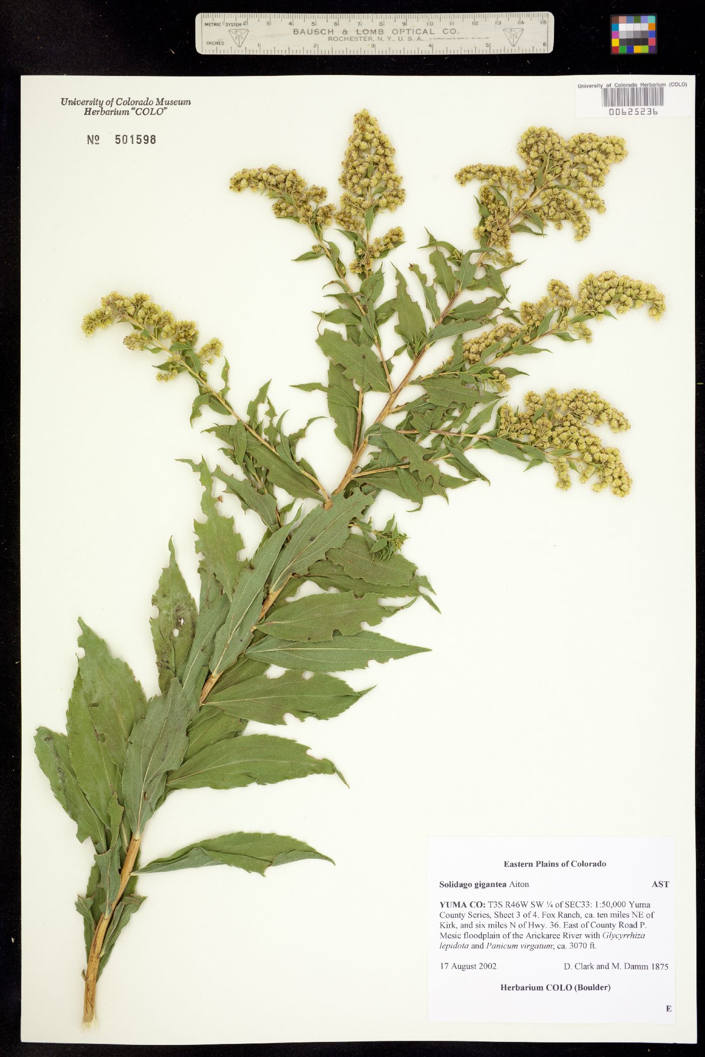 Solidago gigantea image