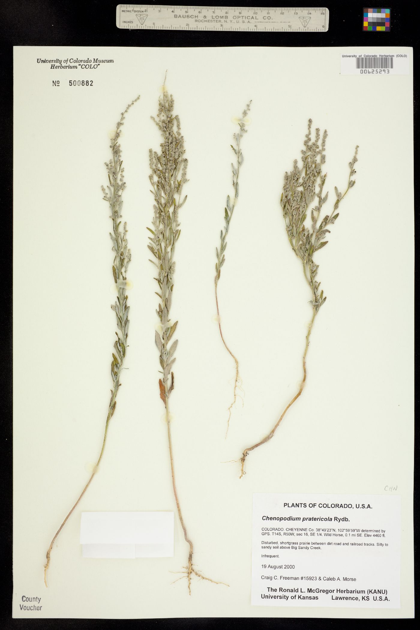 Chenopodium pratericola image
