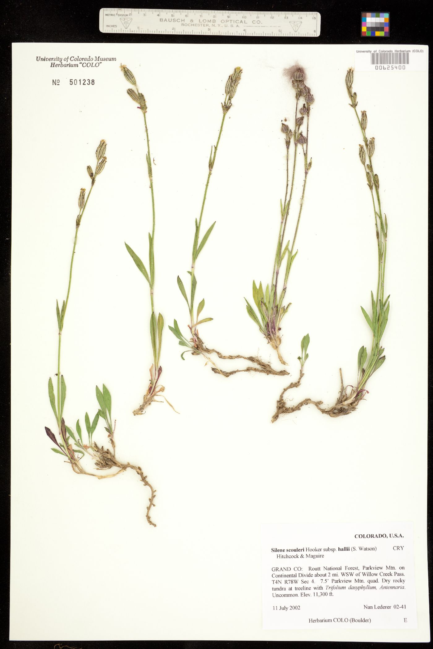 Silene scouleri ssp. hallii image
