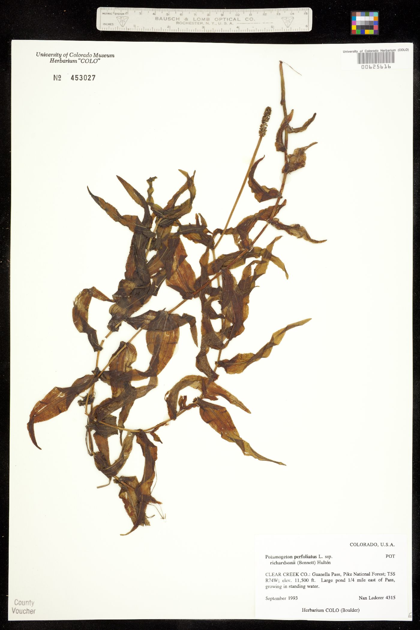 Potamogeton richardsonii image