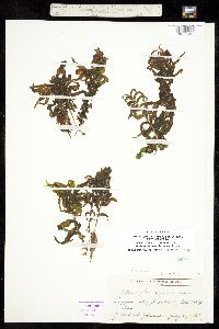 Image of Potamogeton perfoliatus ssp. richardsonii