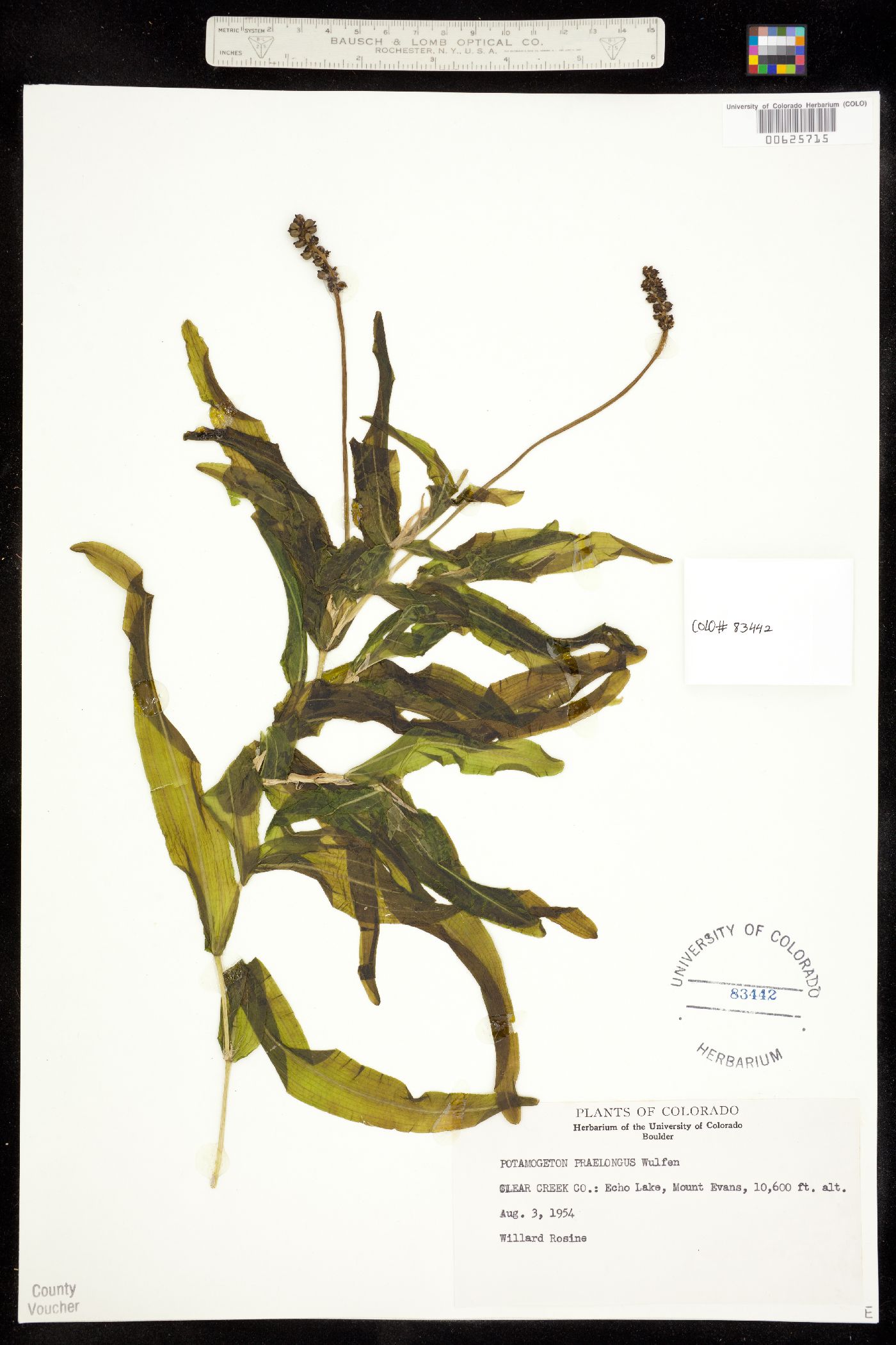 Potamogetonaceae image