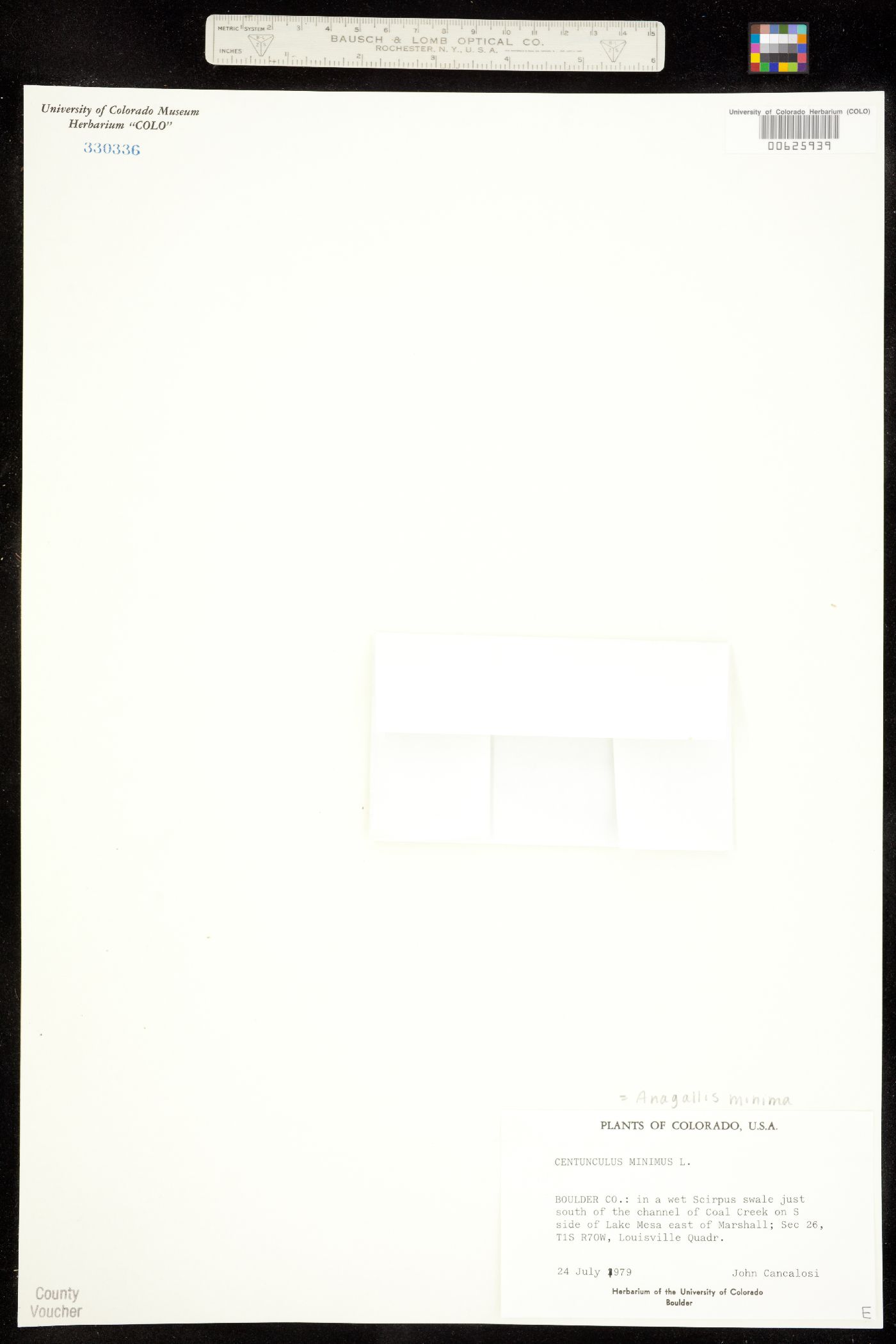 Anagallis minima image