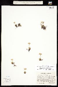 Androsace chamaejasme subsp. carinata image