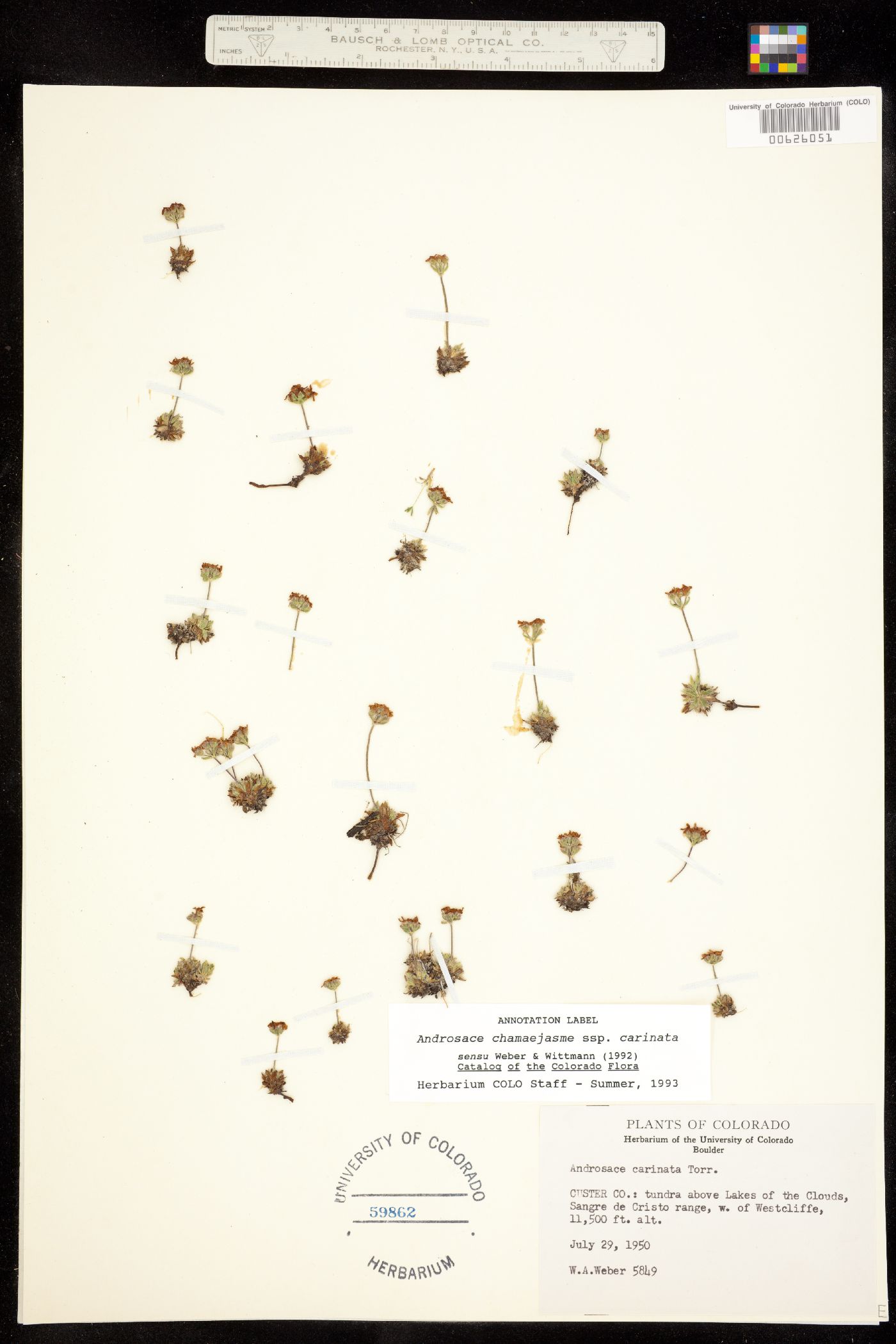 Androsace chamaejasme ssp. lehmanniana image