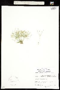 Androsace filiformis image