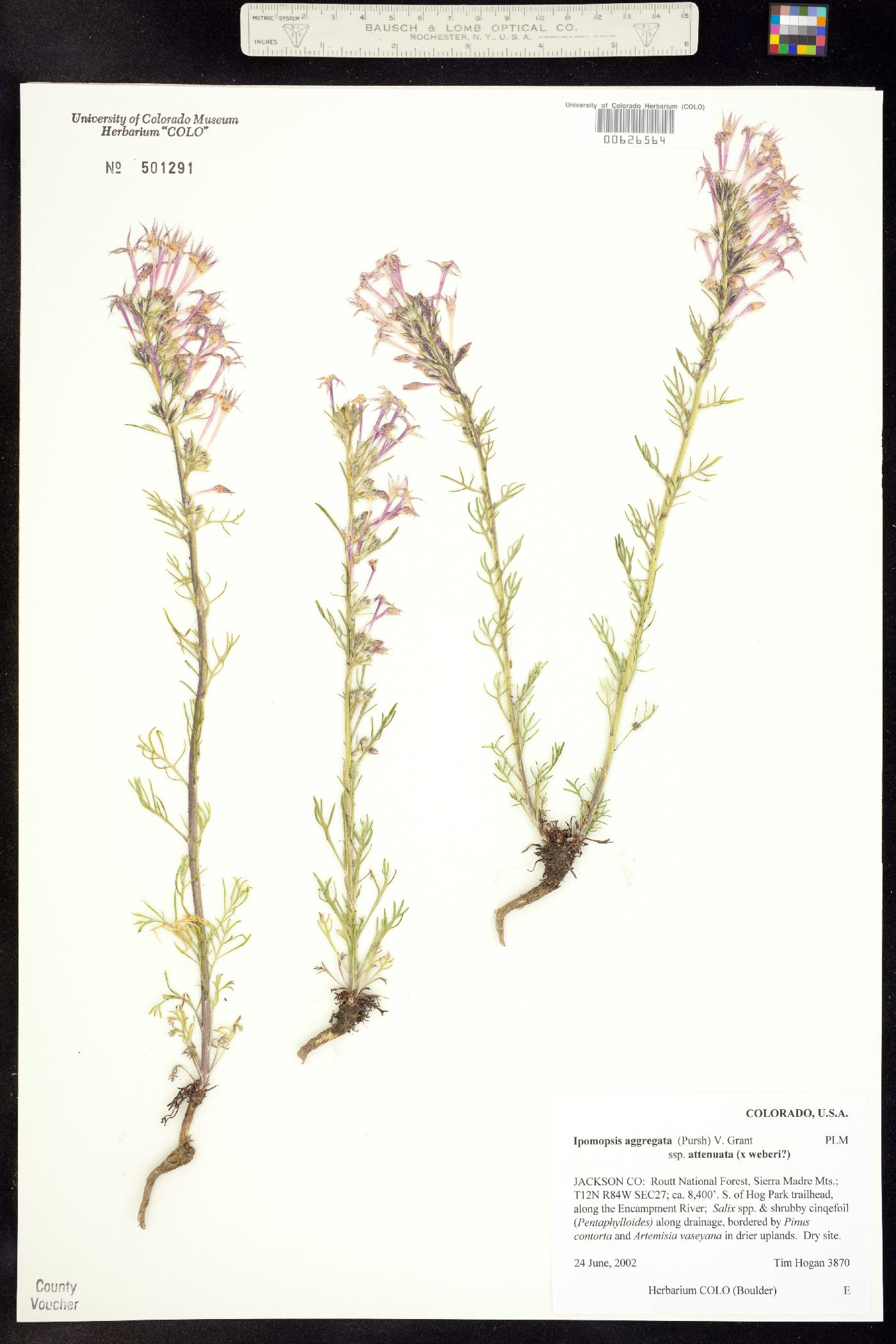 Ipomopsis aggregata ssp. attenuata image