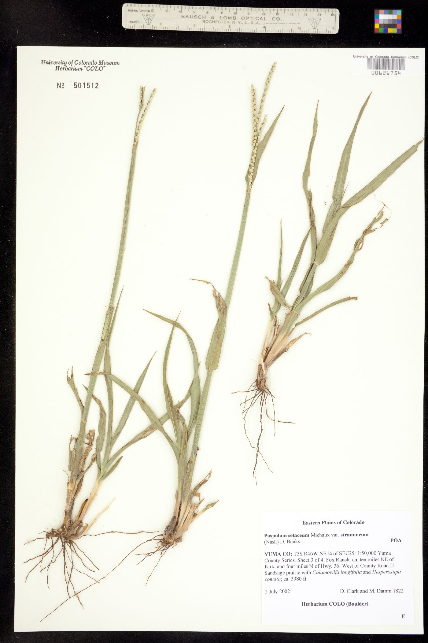 Paspalum setaceum image