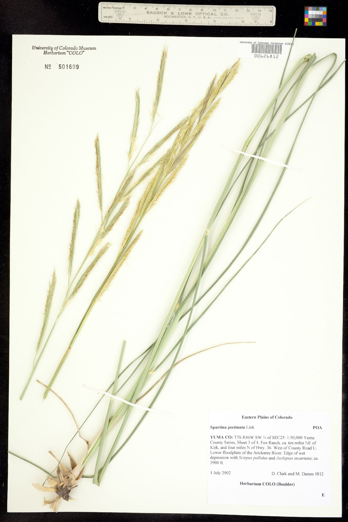 Spartina pectinata image