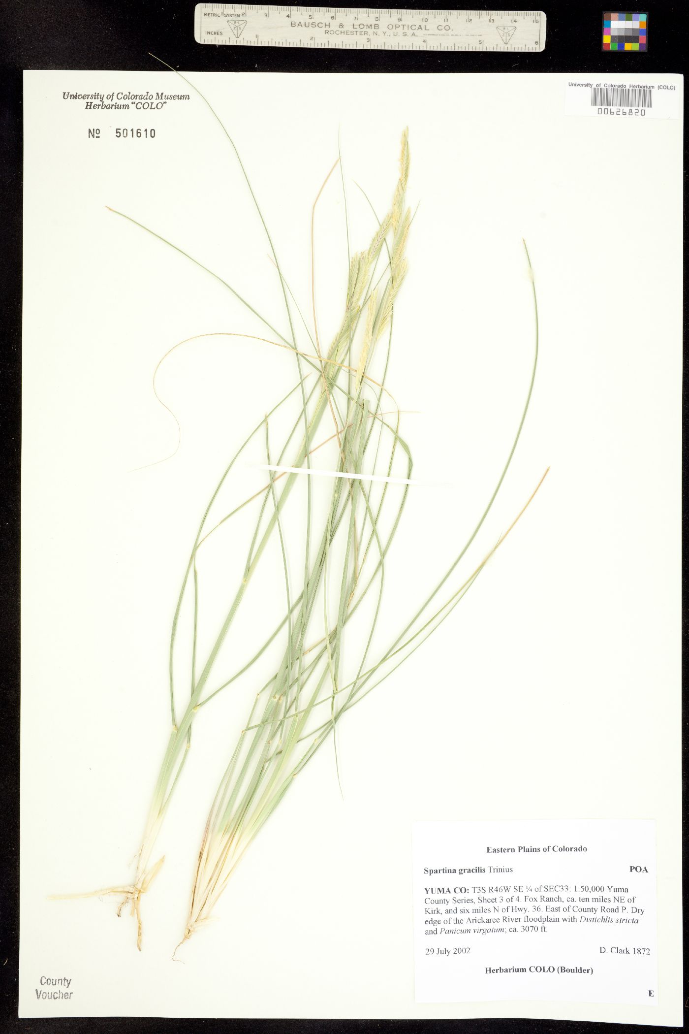 Spartina gracilis image