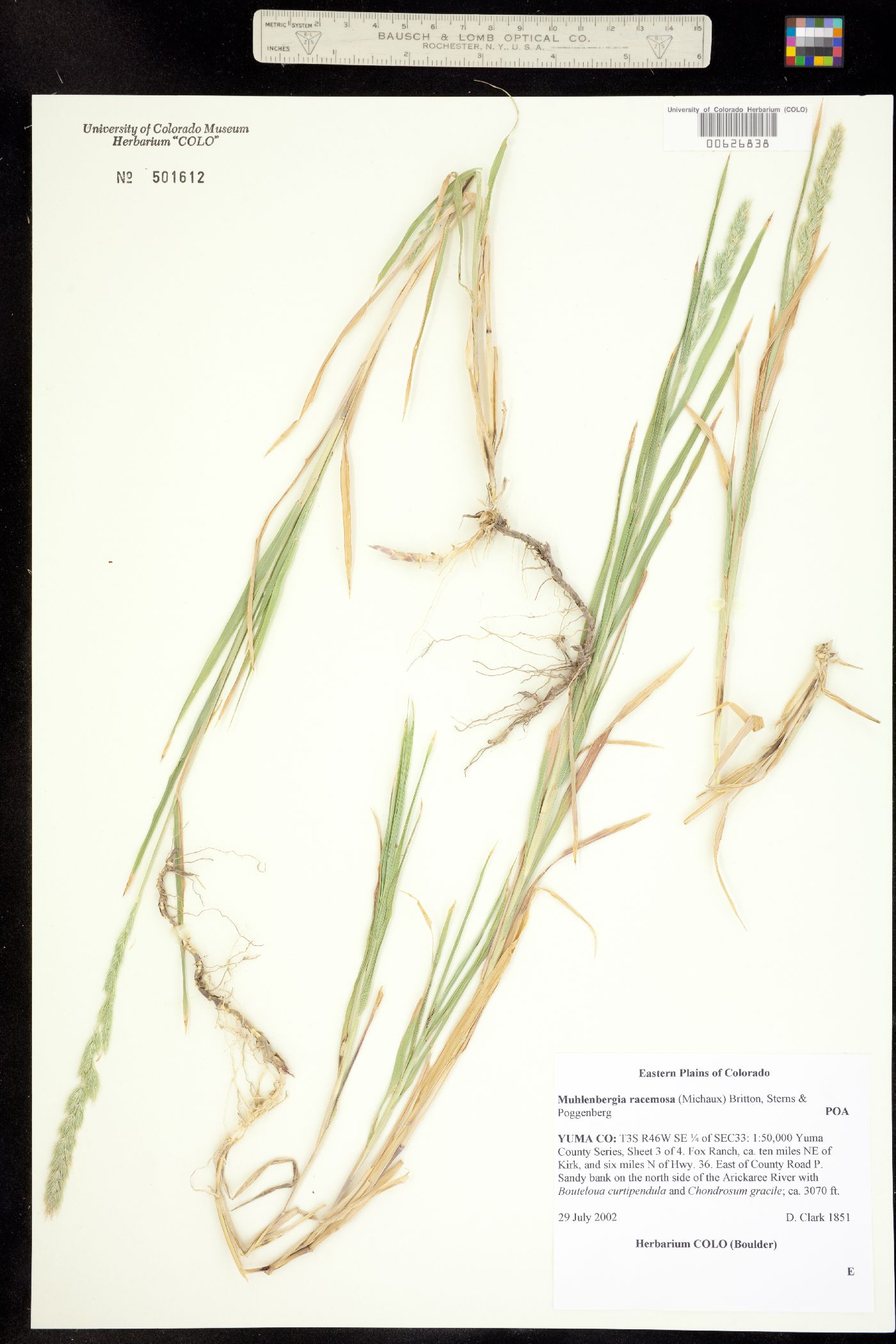 Muhlenbergia racemosa image