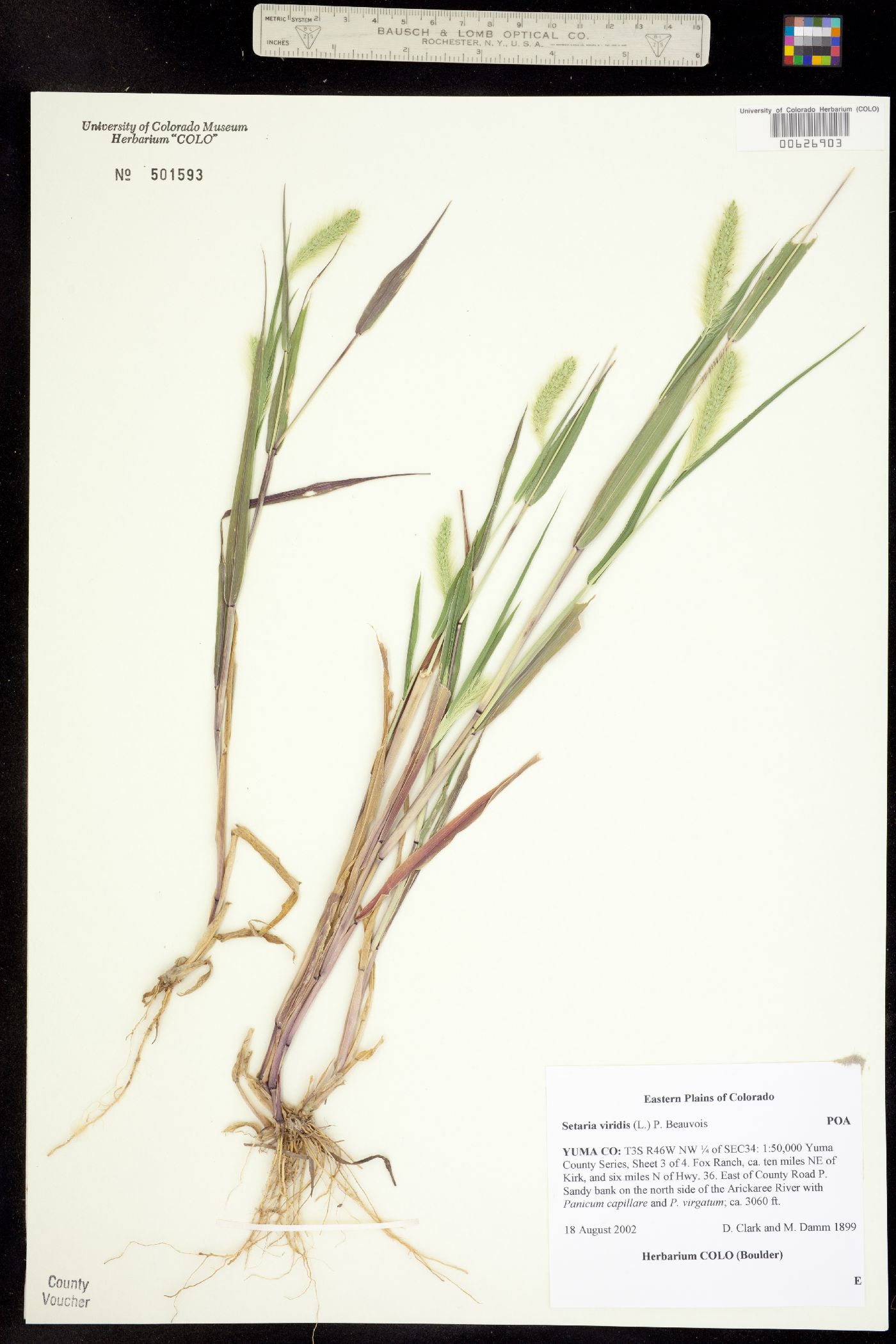 Setaria viridis image