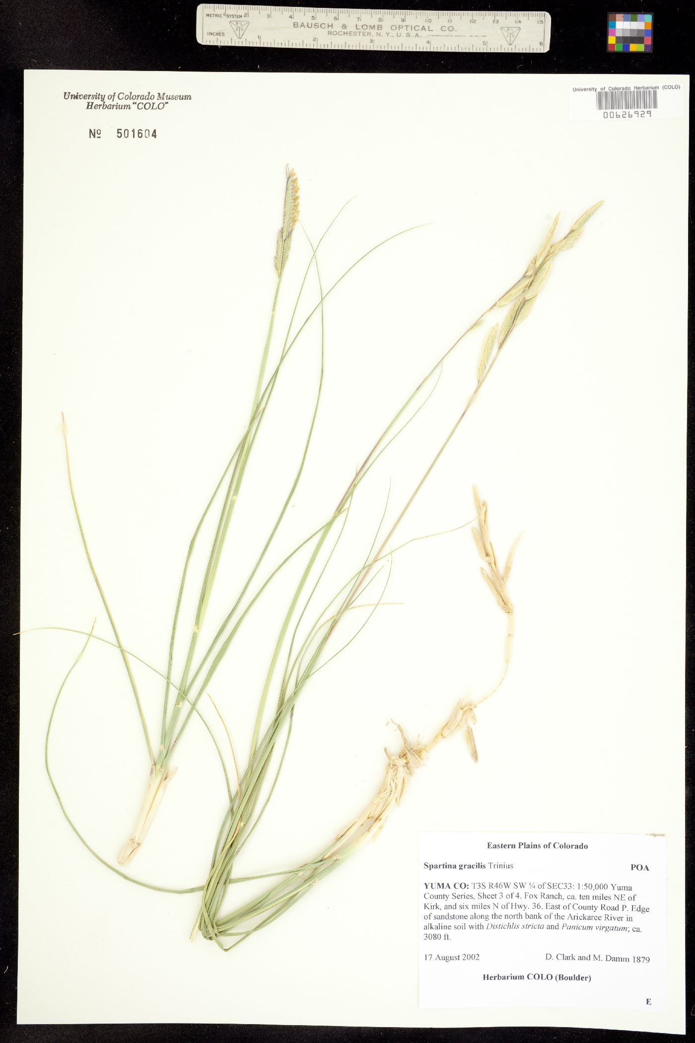 Spartina gracilis image