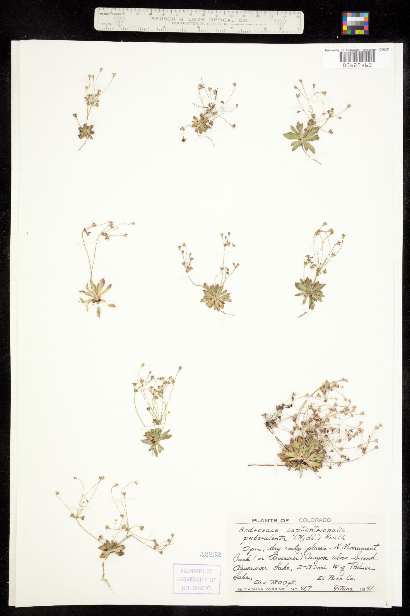 Androsace septentrionalis image