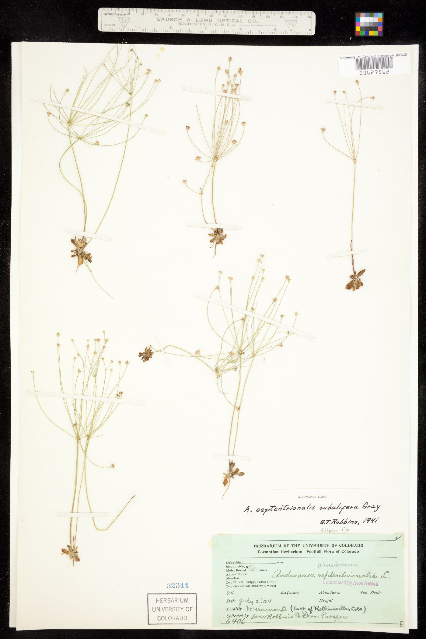 Androsace septentrionalis image