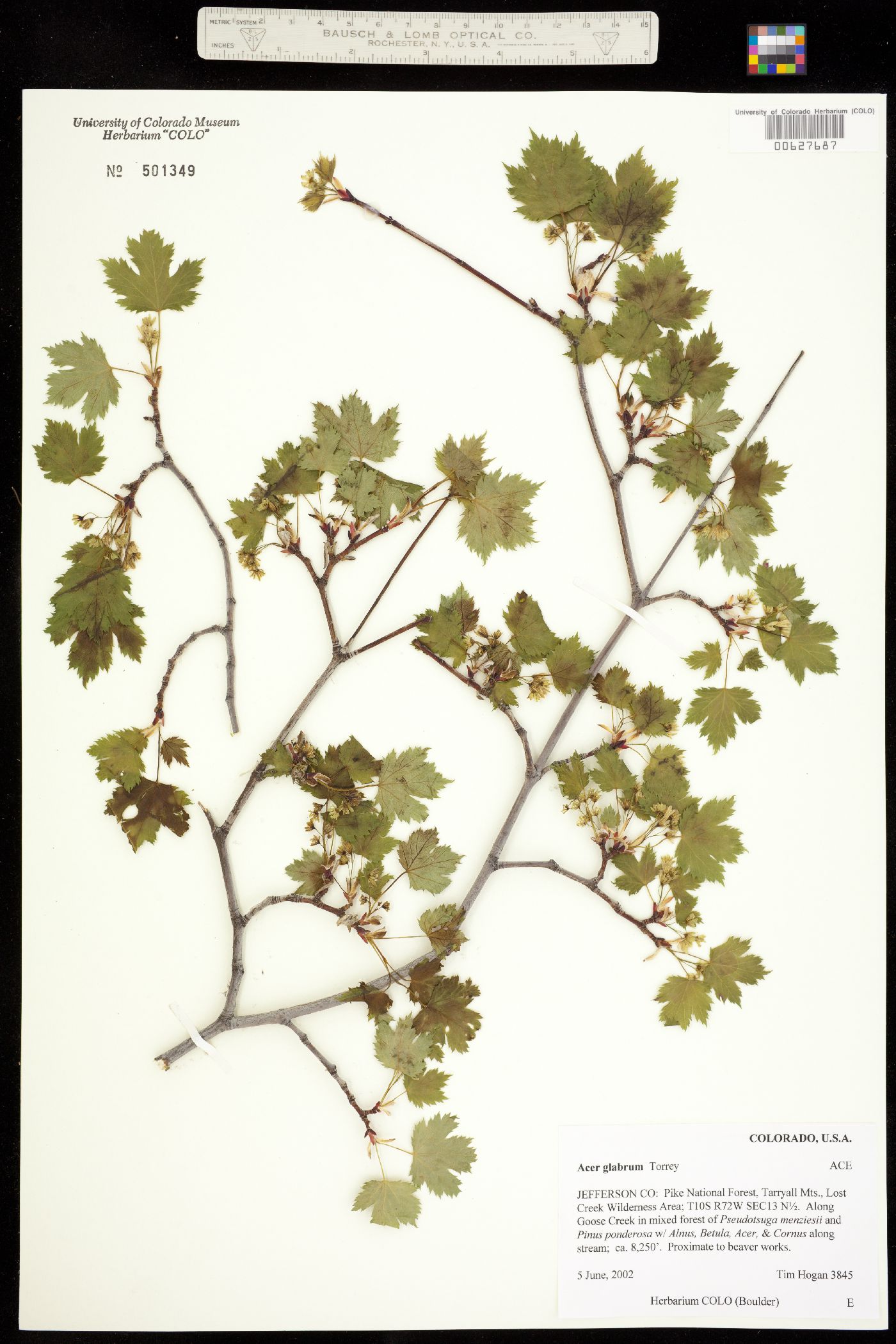 Acer glabrum image
