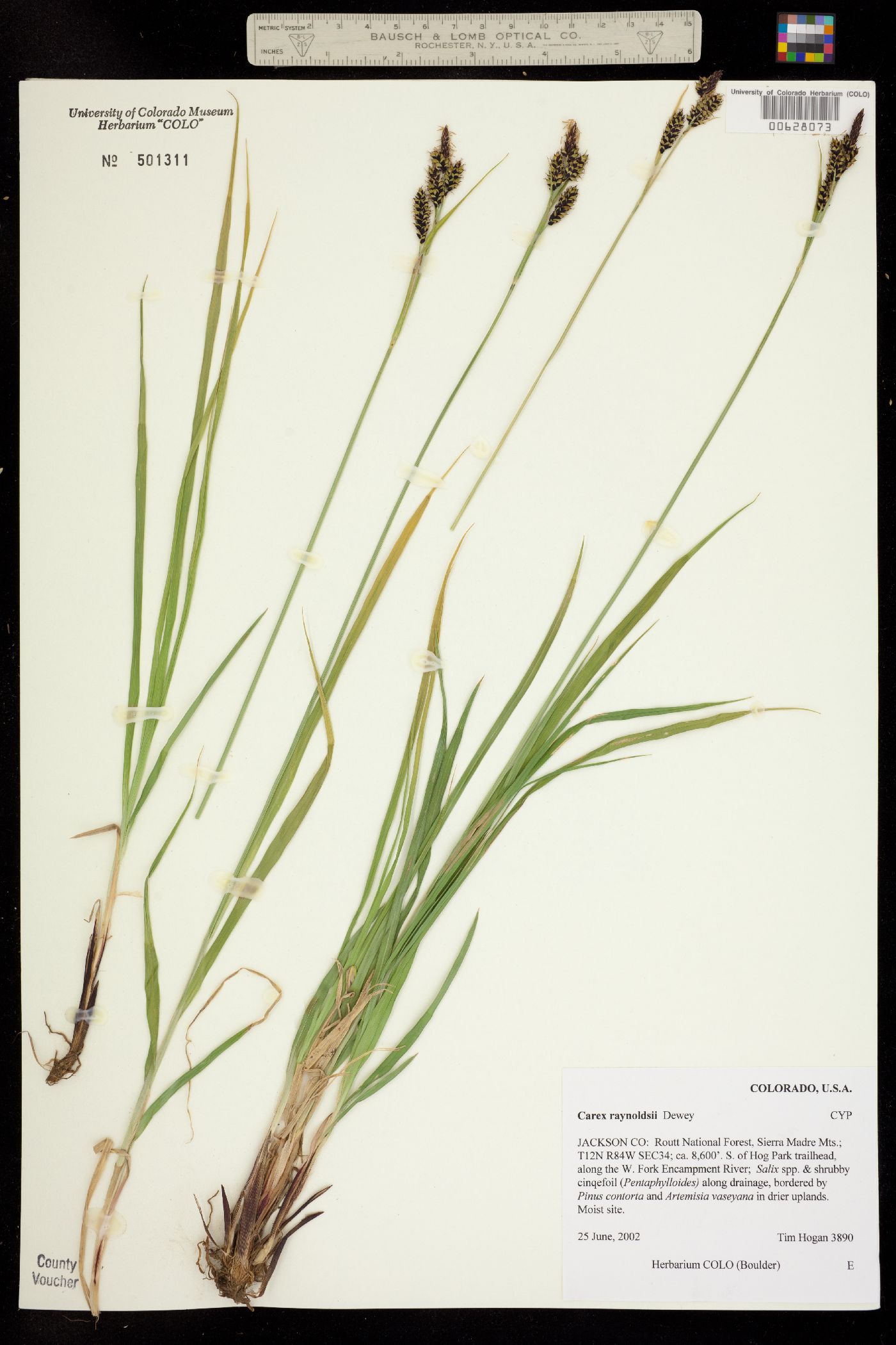 Carex raynoldsii image