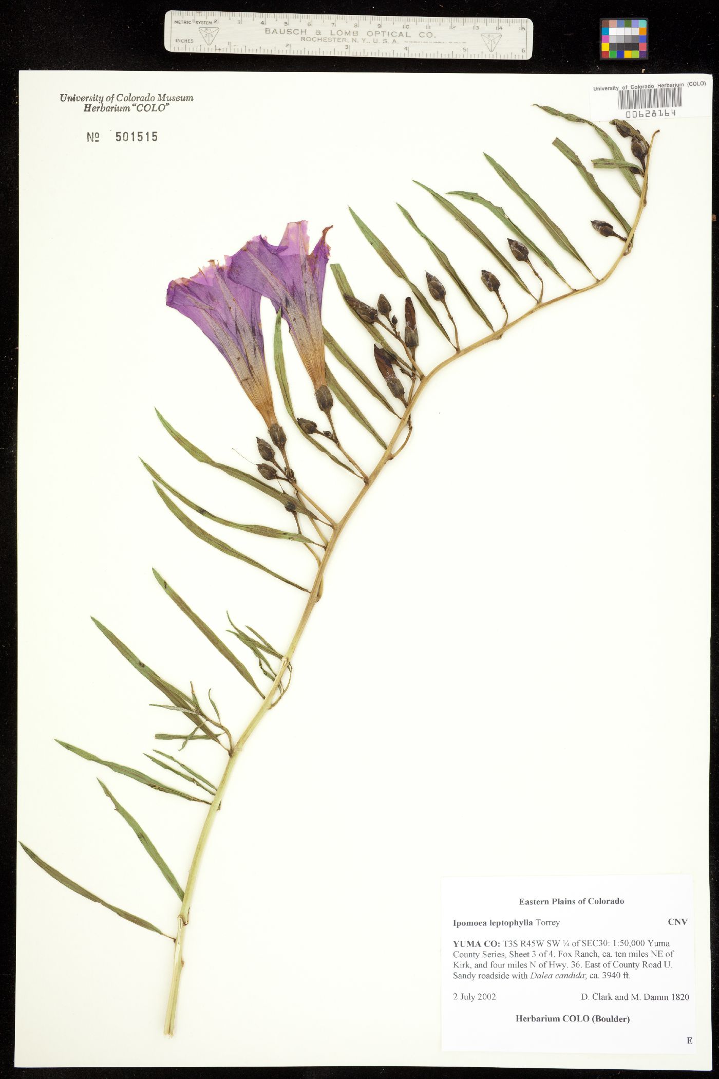 Ipomoea leptophylla image