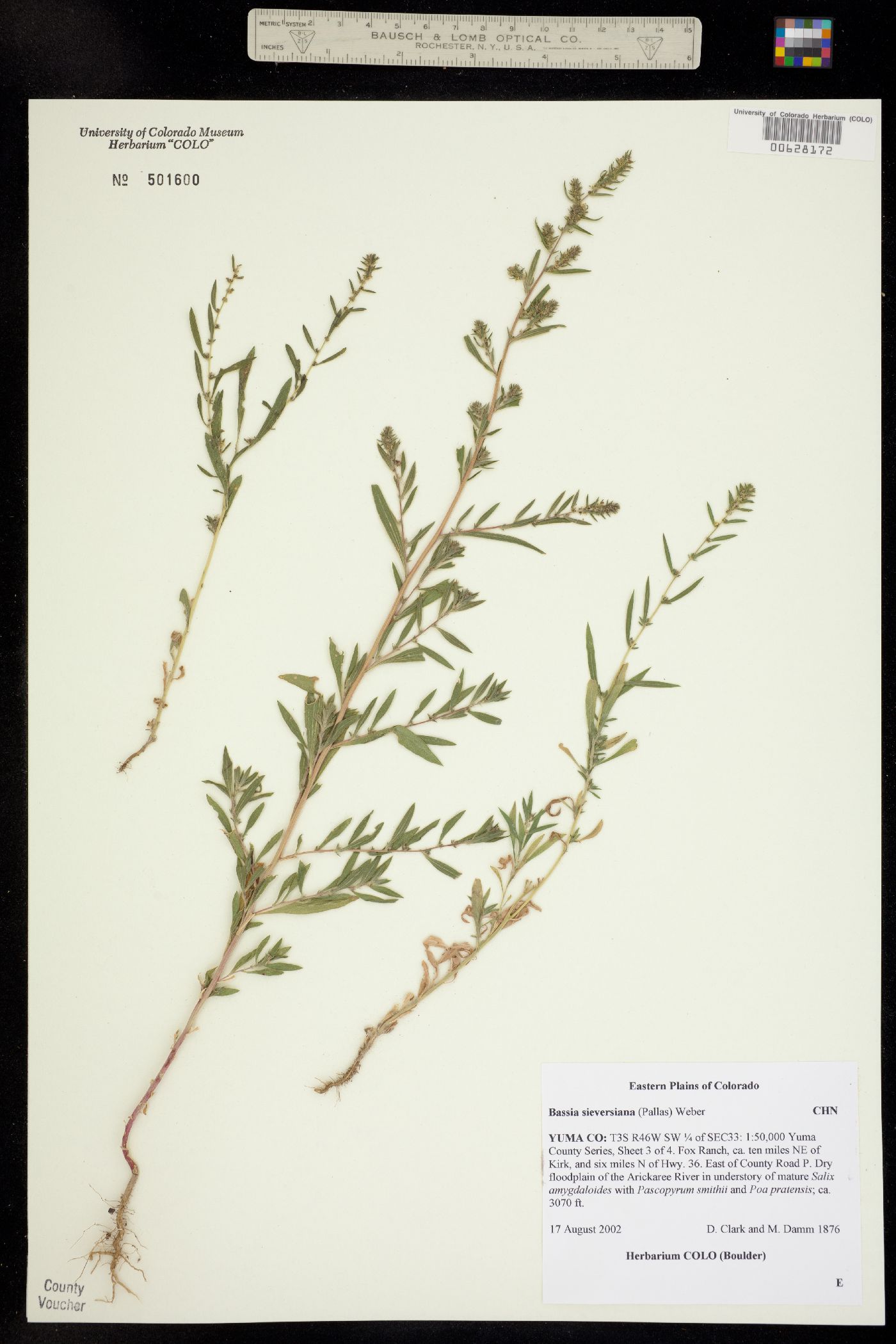 Kochia scoparia ssp. scoparia image