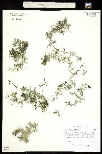 Image of Ceratophyllum demersum