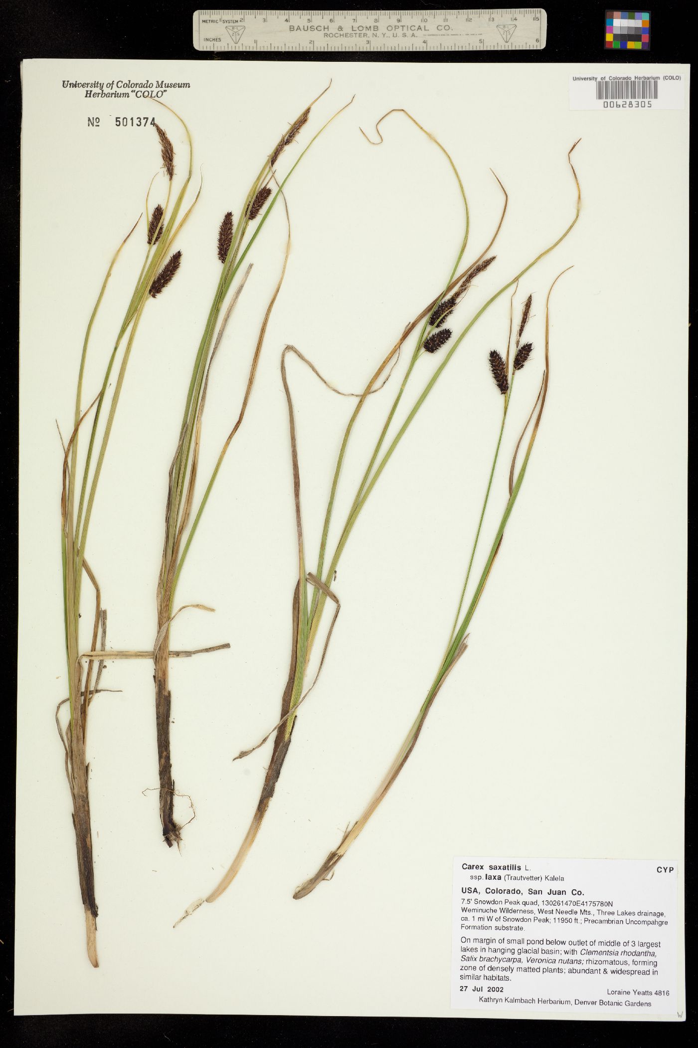 Carex saxatilis image