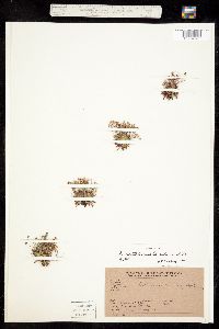 Androsace septentrionalis image
