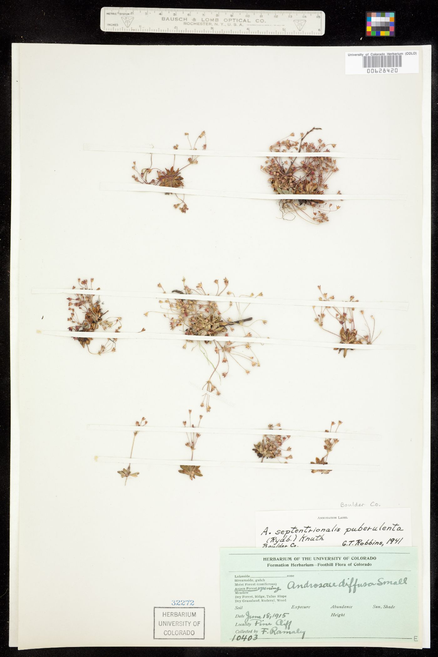 Androsace image