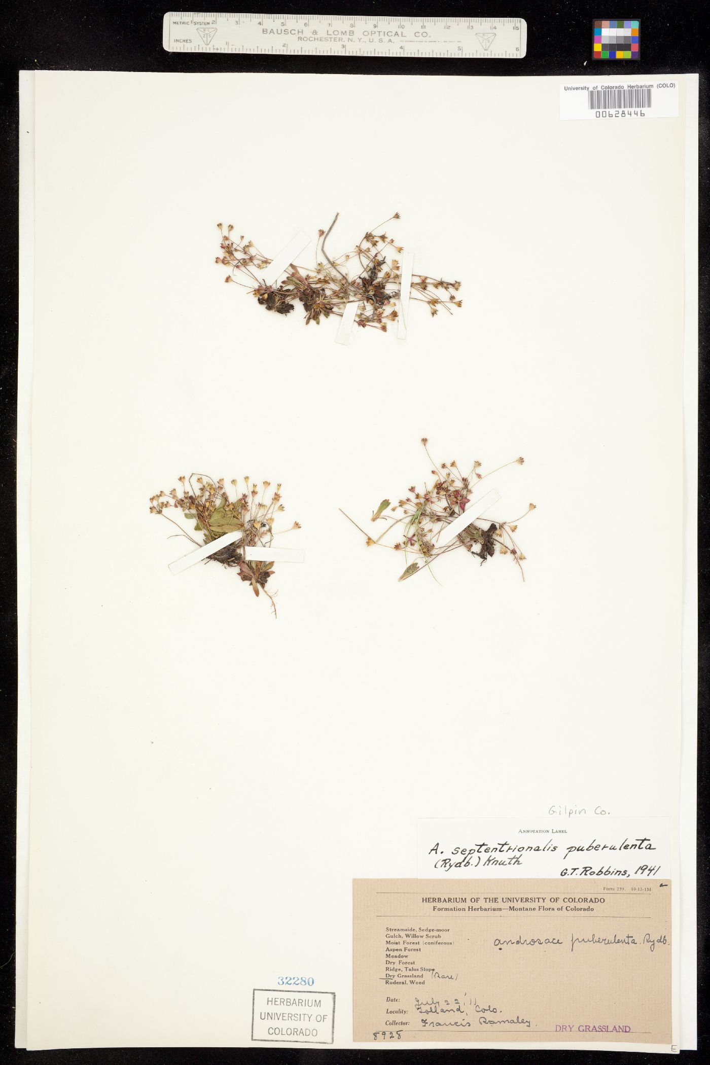 Androsace septentrionalis image