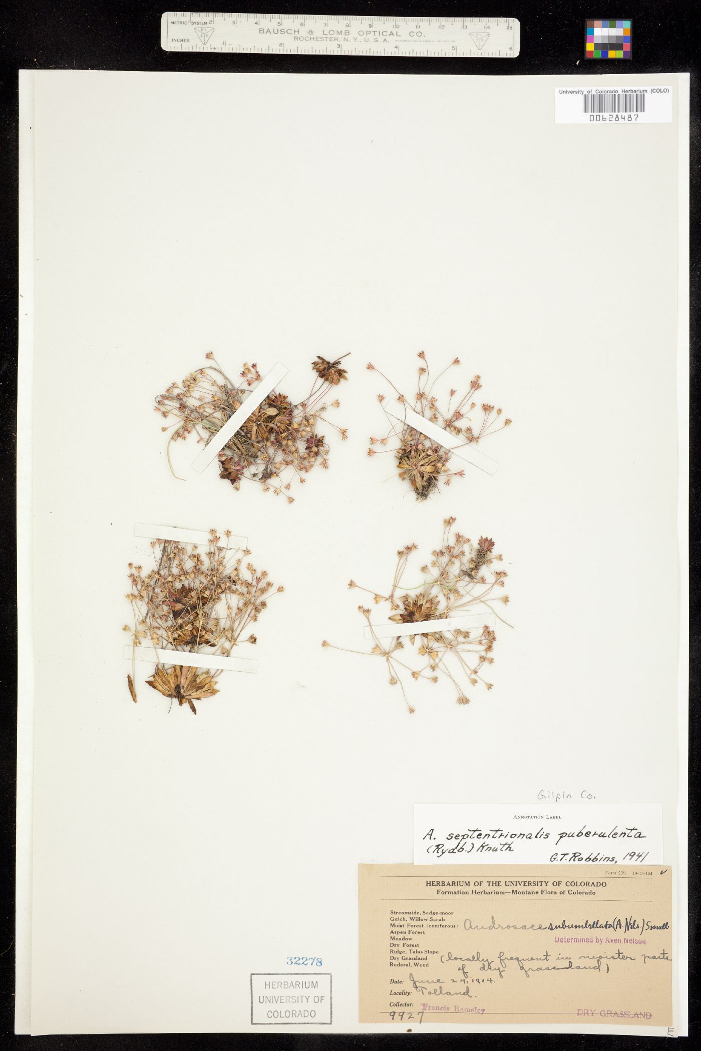 Androsace septentrionalis image