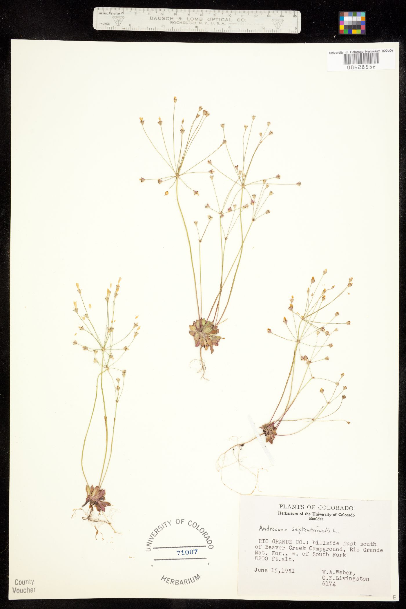 Androsace septentrionalis image