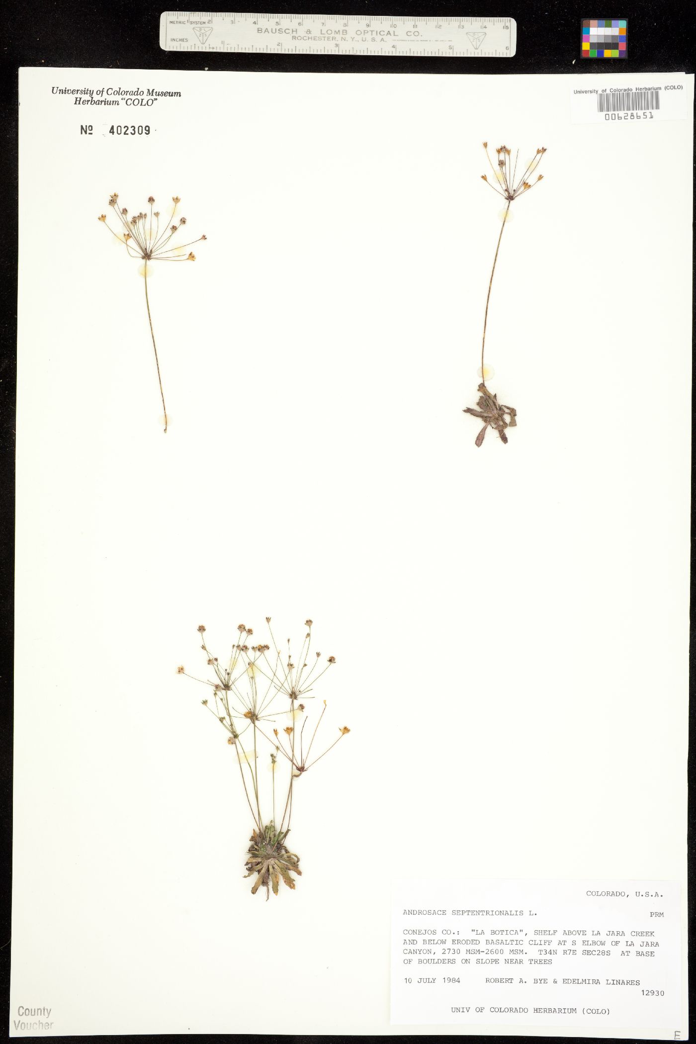 Androsace septentrionalis image