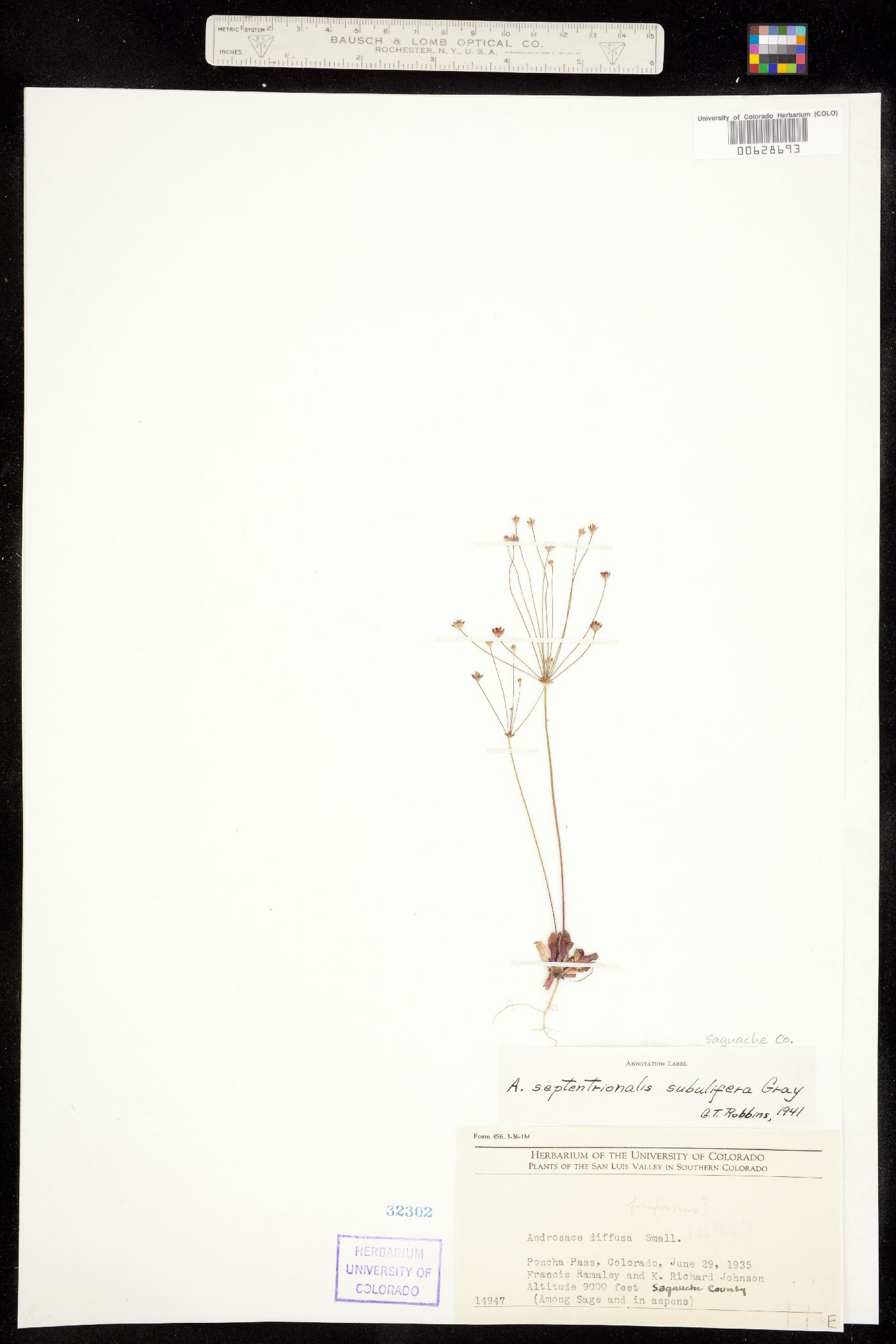 Androsace septentrionalis image