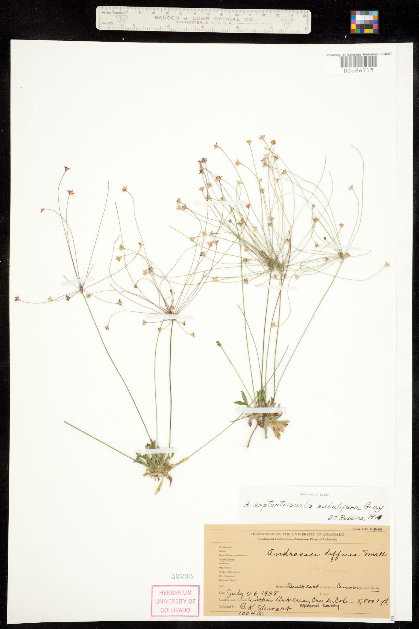 Androsace septentrionalis image