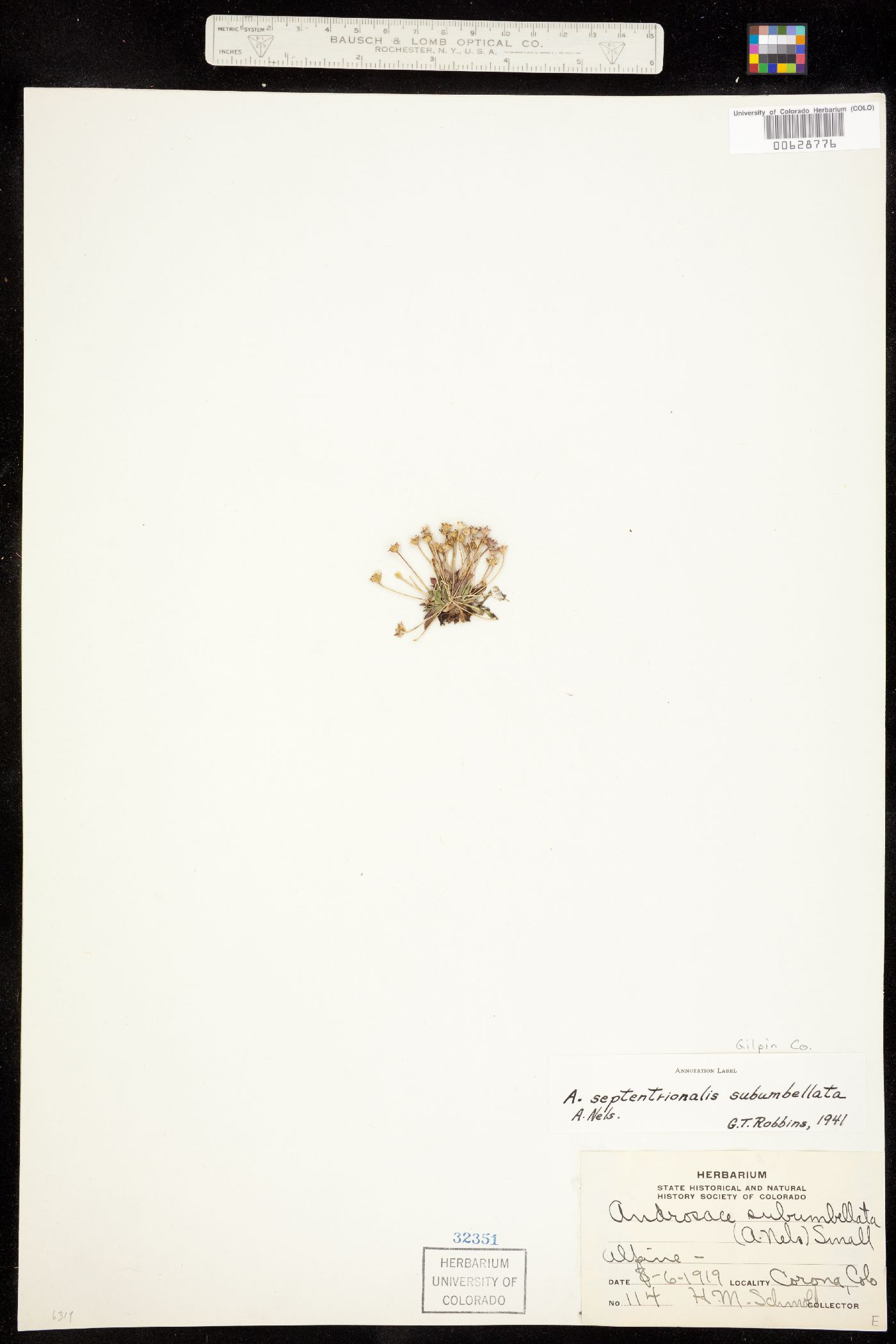 Androsace septentrionalis image