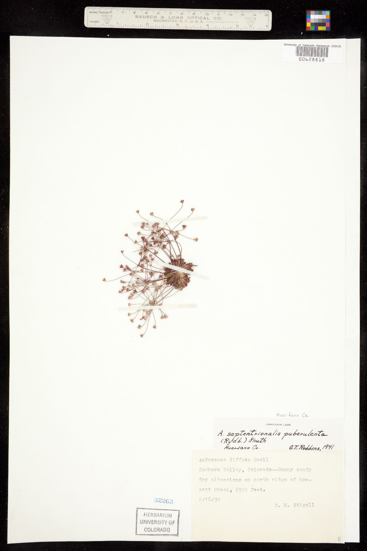 Androsace image