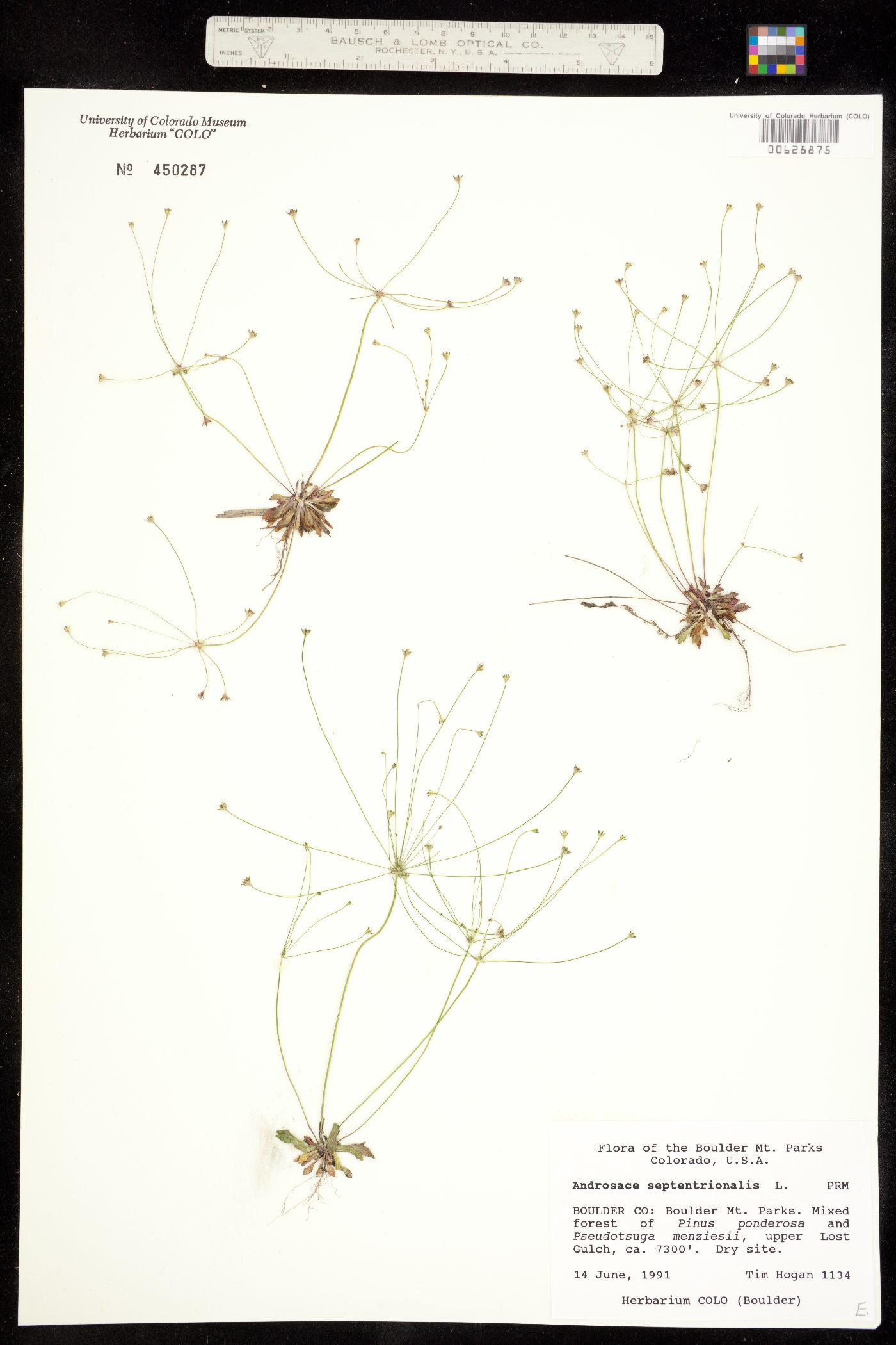 Androsace septentrionalis image