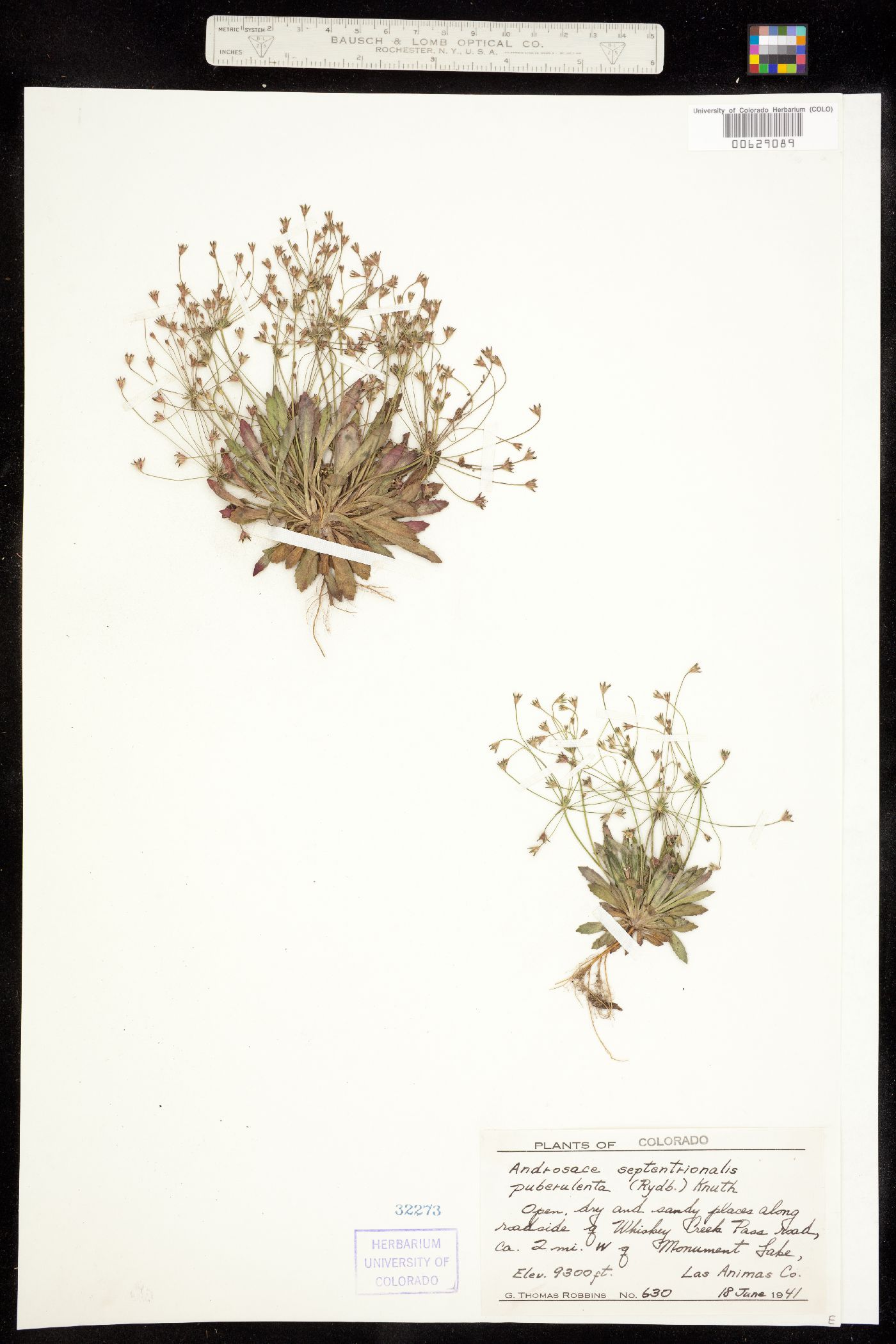 Androsace septentrionalis image