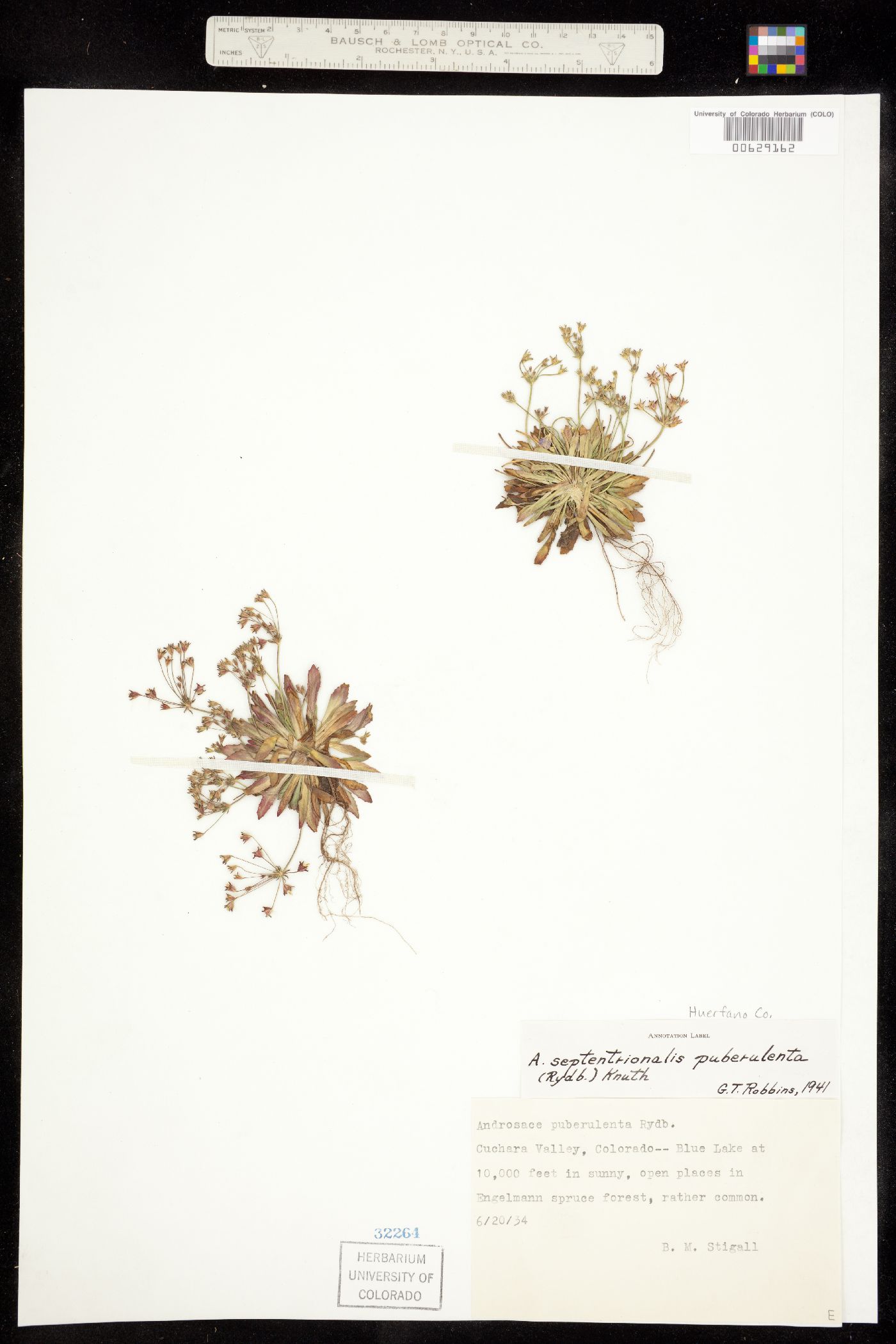 Androsace image