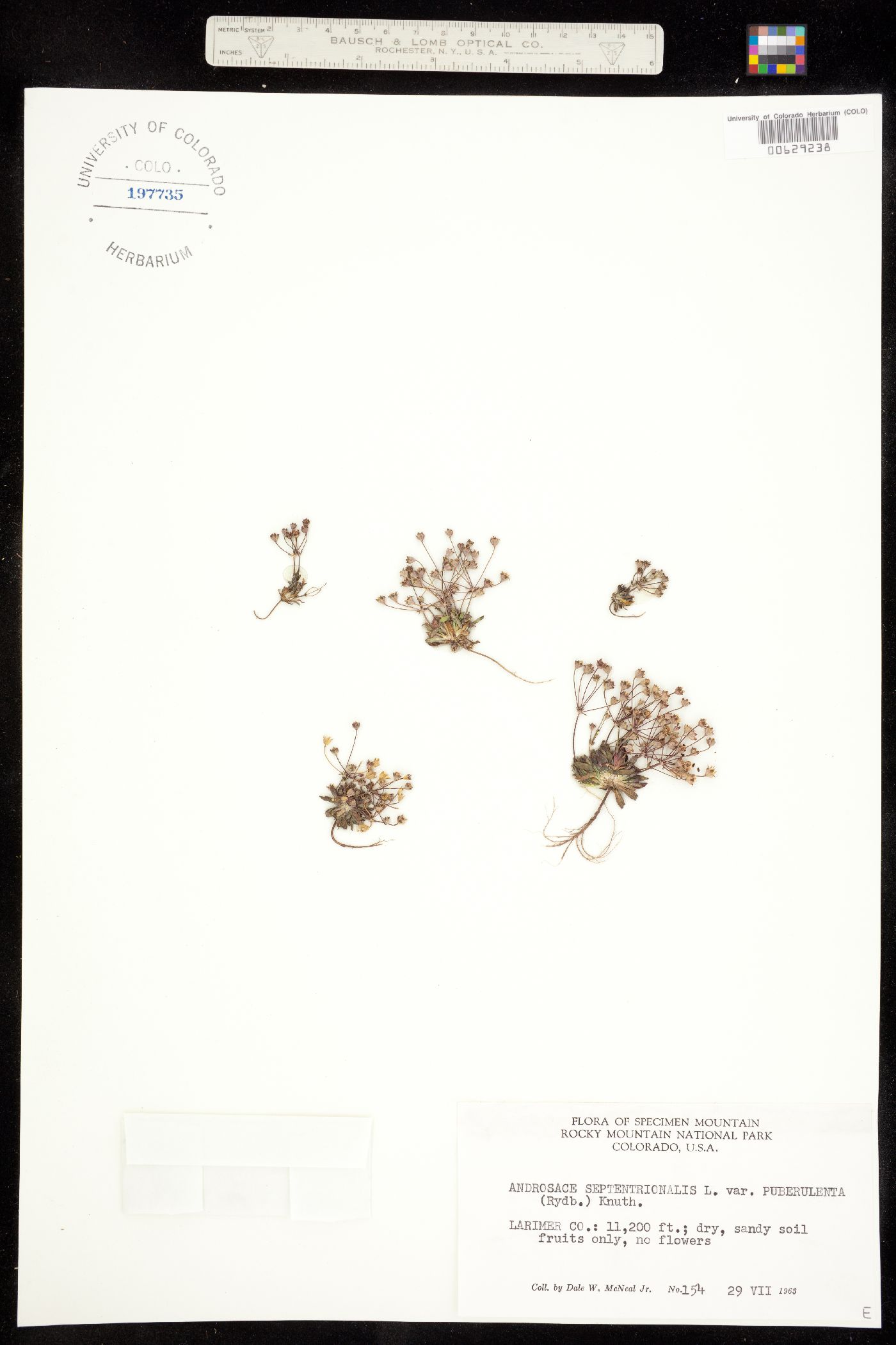 Androsace septentrionalis image