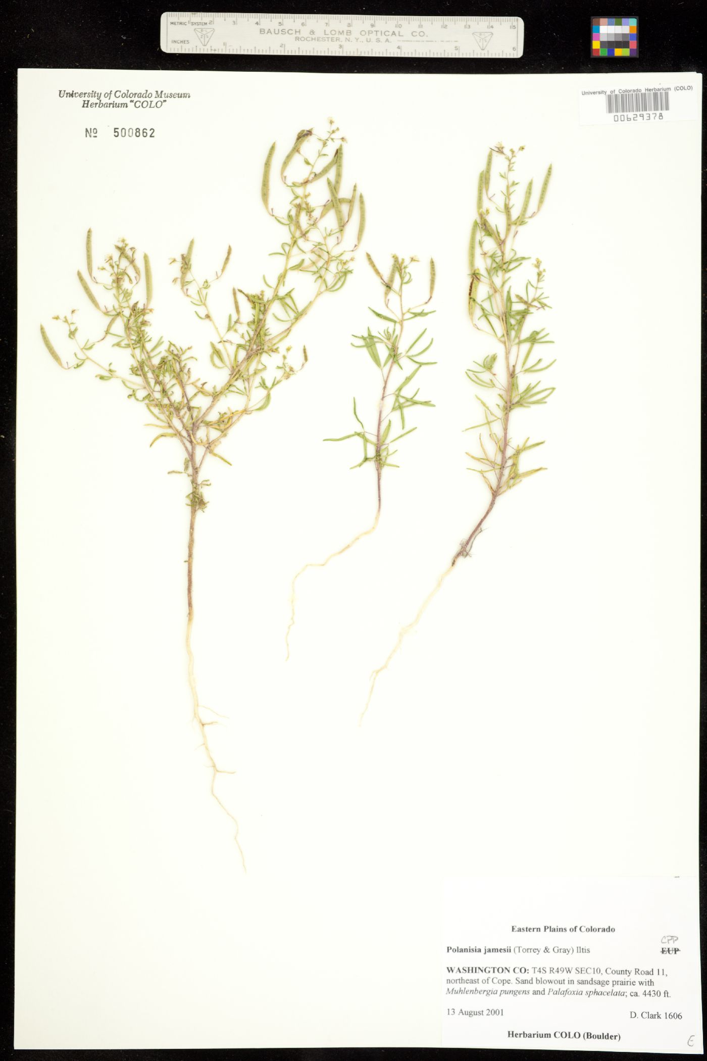 Polanisia jamesii image