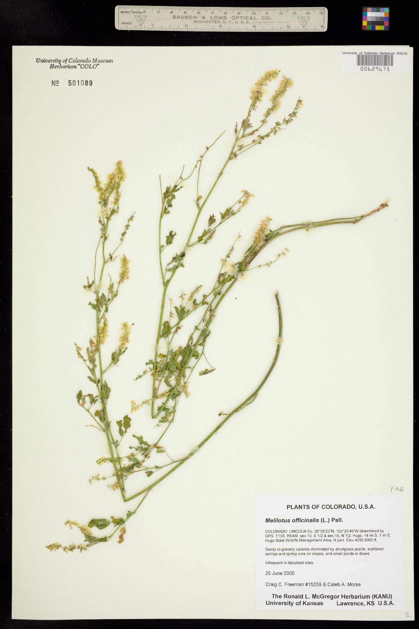 Melilotus officinale image