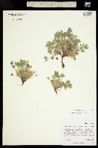 Lupinus caespitosus var. caespitosus image