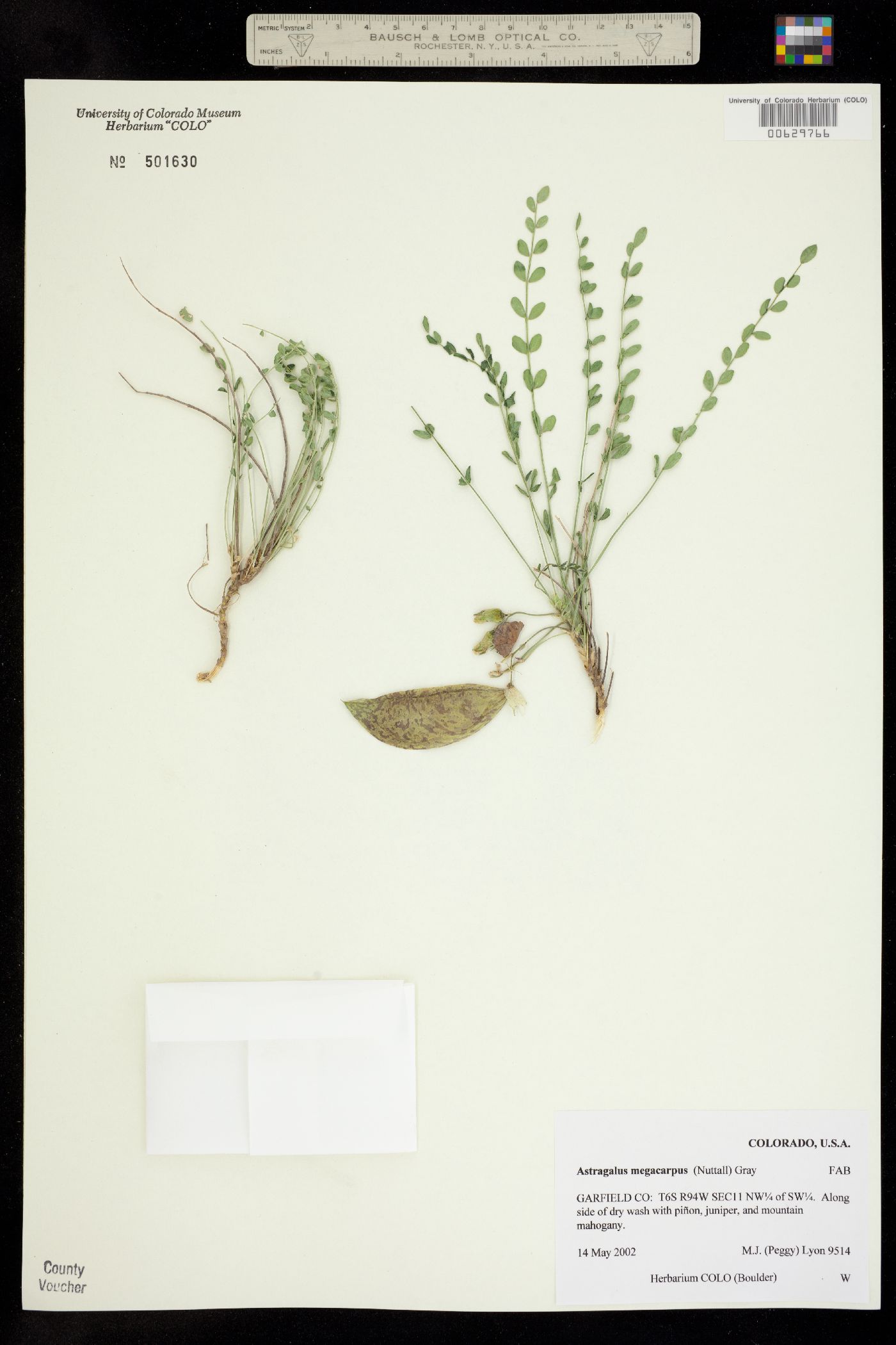 Astragalus megacarpus image