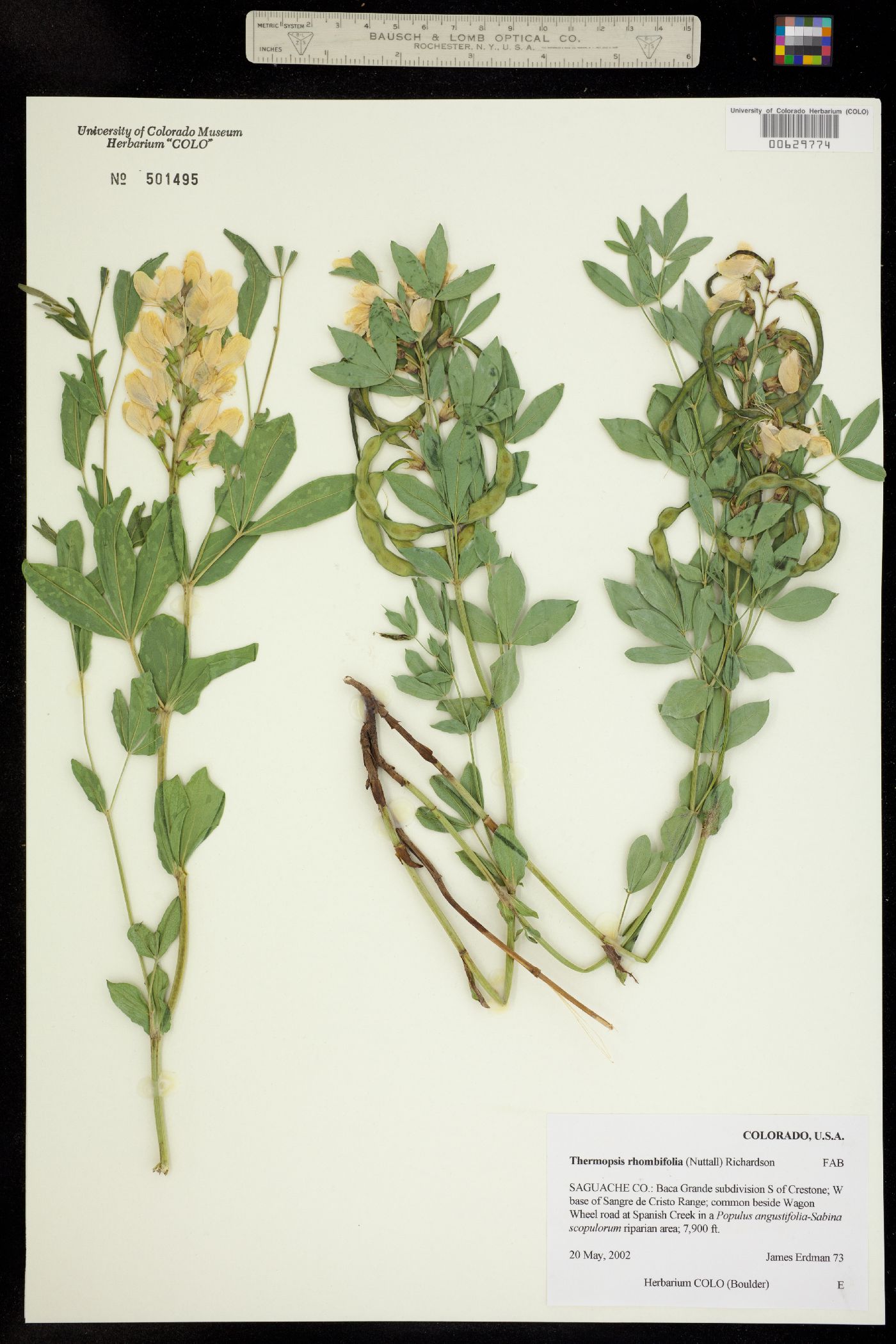 Thermopsis rhombifolia image