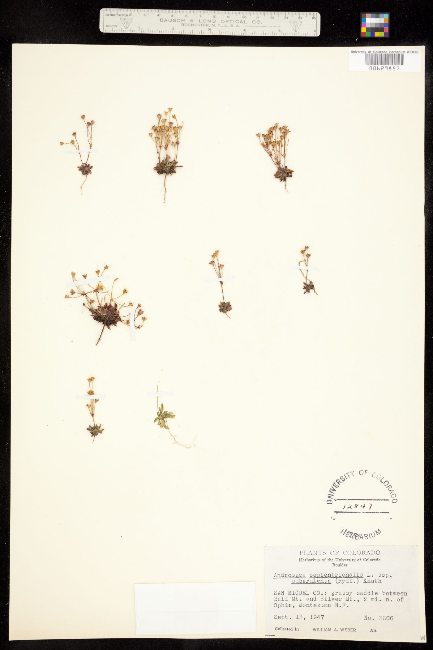 Androsace septentrionalis image