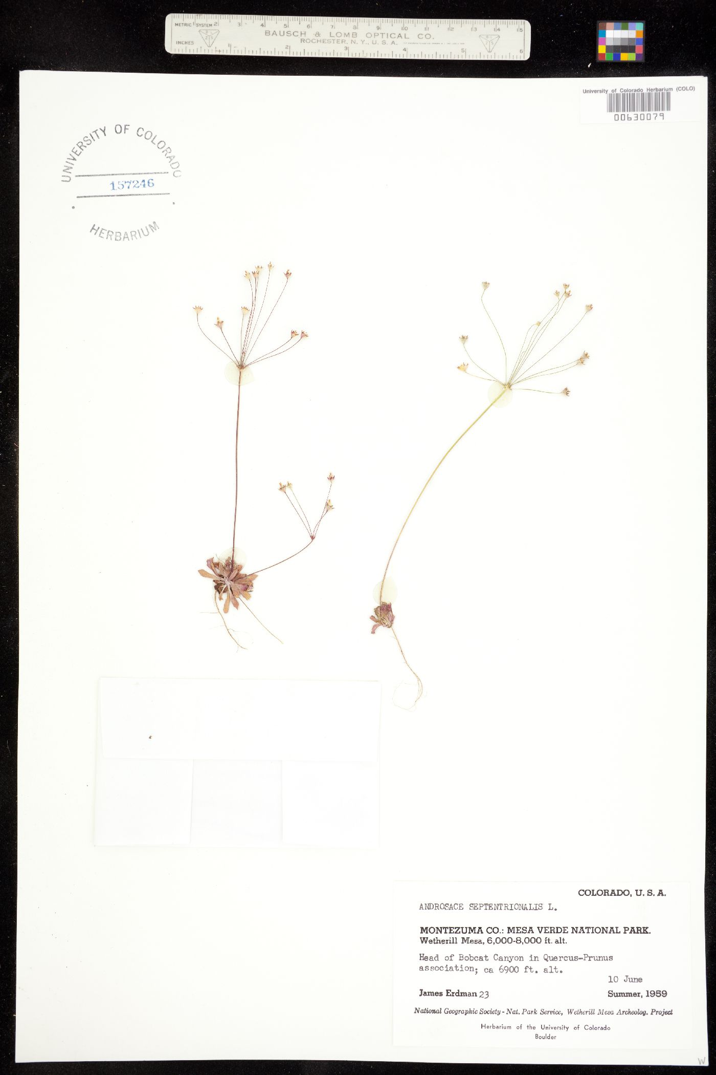Primulaceae image