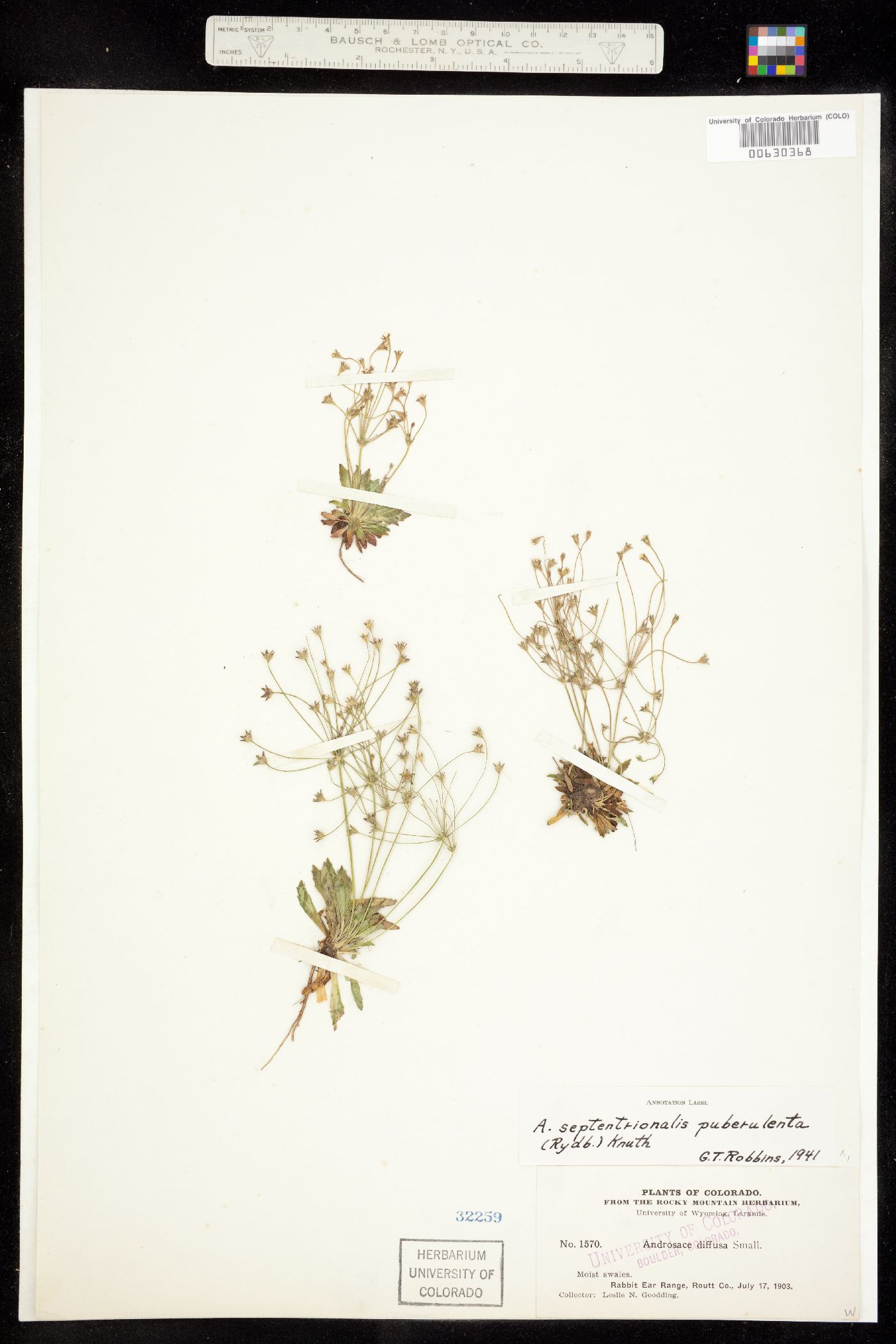 Androsace septentrionalis image