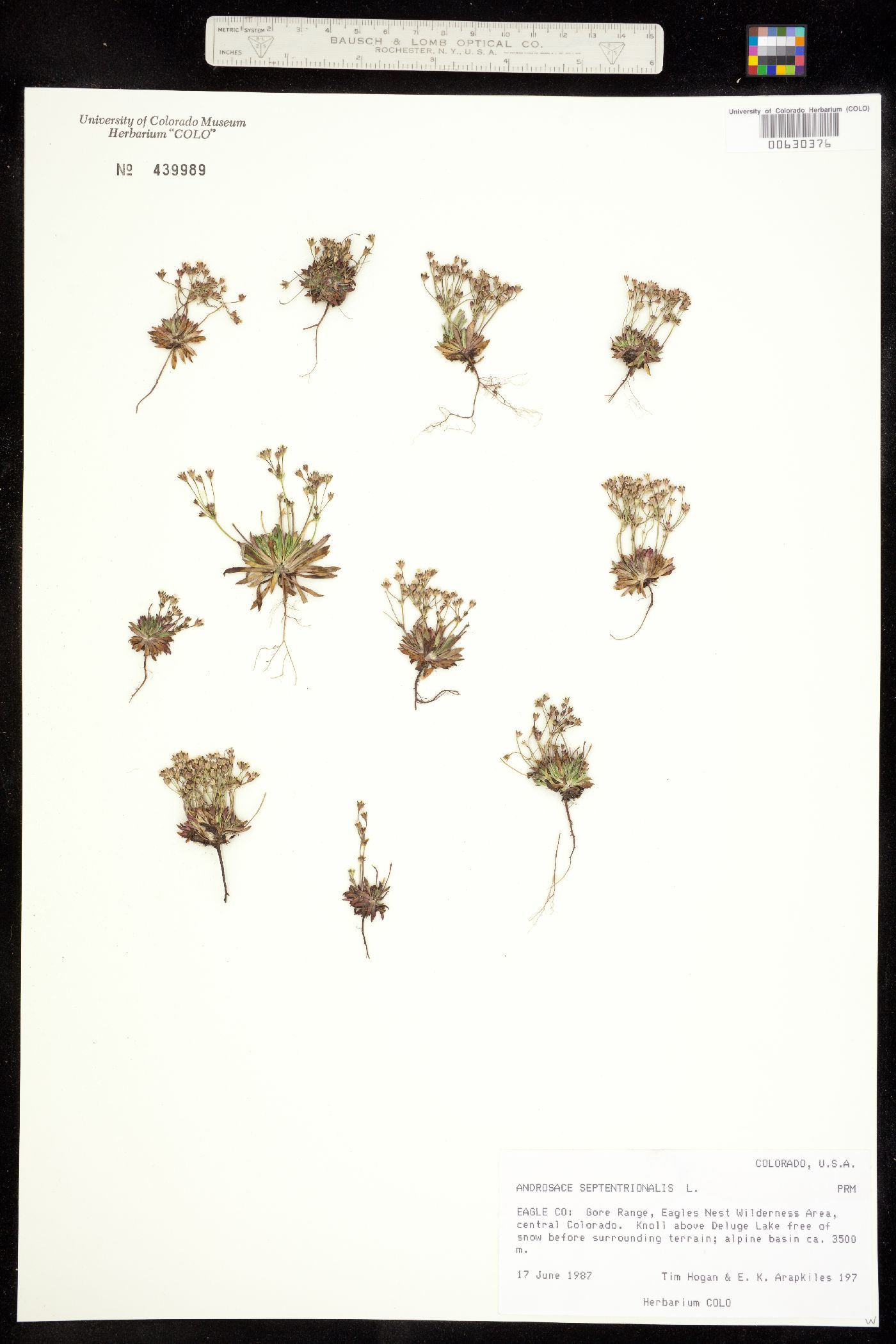Androsace septentrionalis image